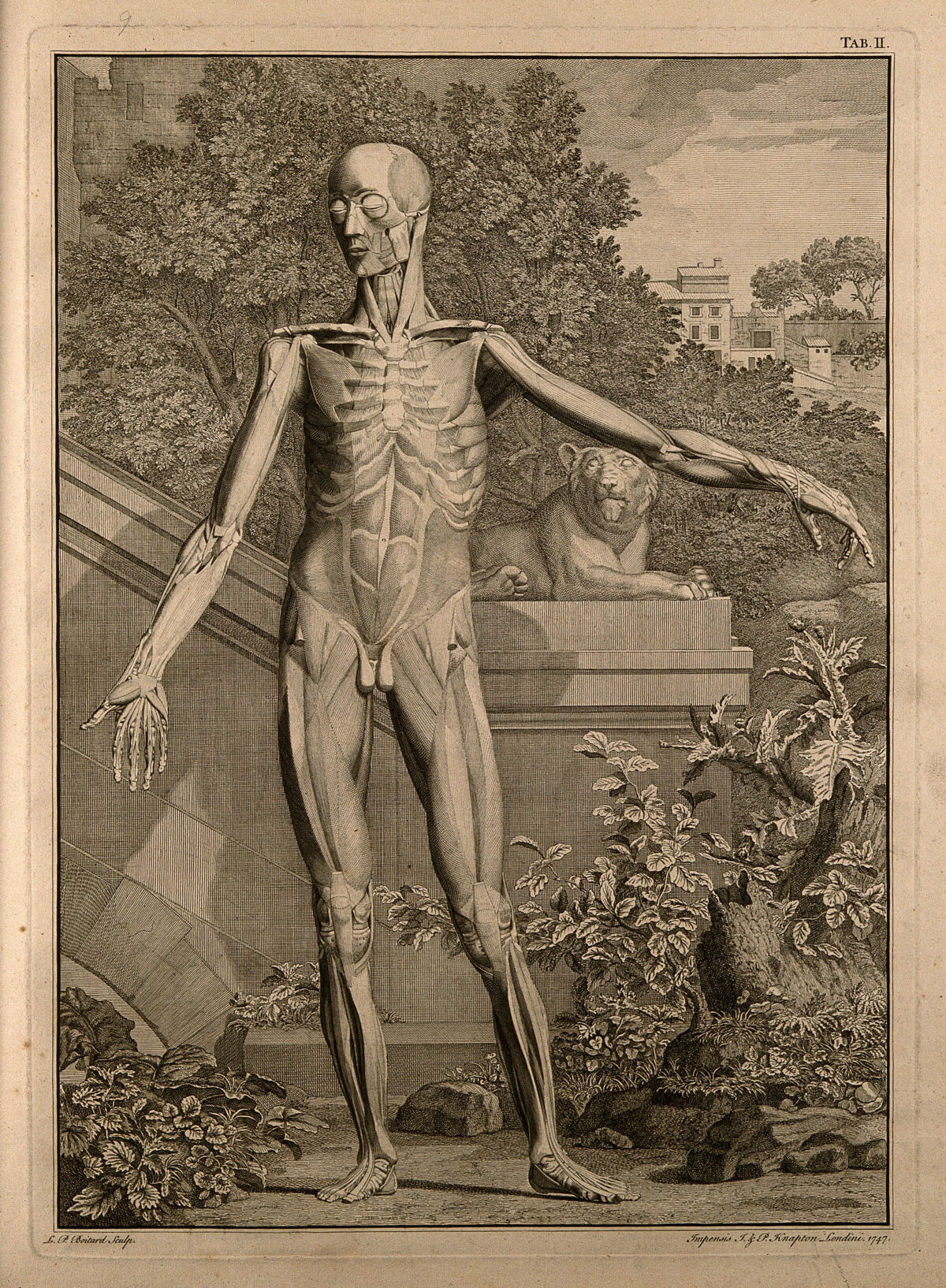 An écorché figure, front view, with left arm extended, showing the second order of the muscles. Engraving by L.P. Boitard after B.S. Albinus, 1747. — Bernhard Siegfried Albinus