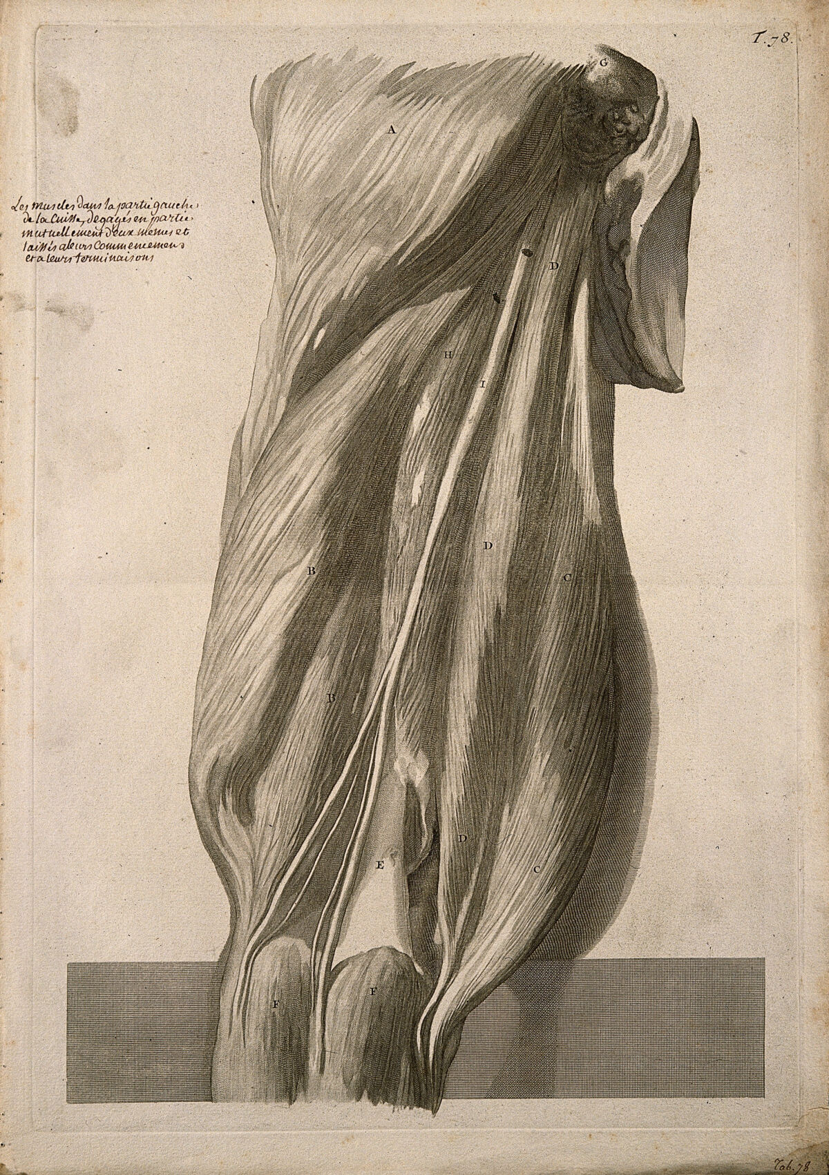A back view of the muscles of the thigh, intact but slightly separated from each other. Engraving after G. de Lairesse, 1739. — Gerard de Lairesse