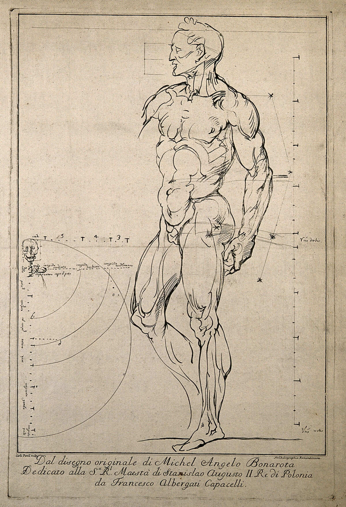 An écorché, seen from the front, with proportions marked, and (left) cranium and cervical vertebrae, with proportions of body. Engraving by C. Paroli, after a drawing by Michelangelo, 1760-1770. — Michelangelo