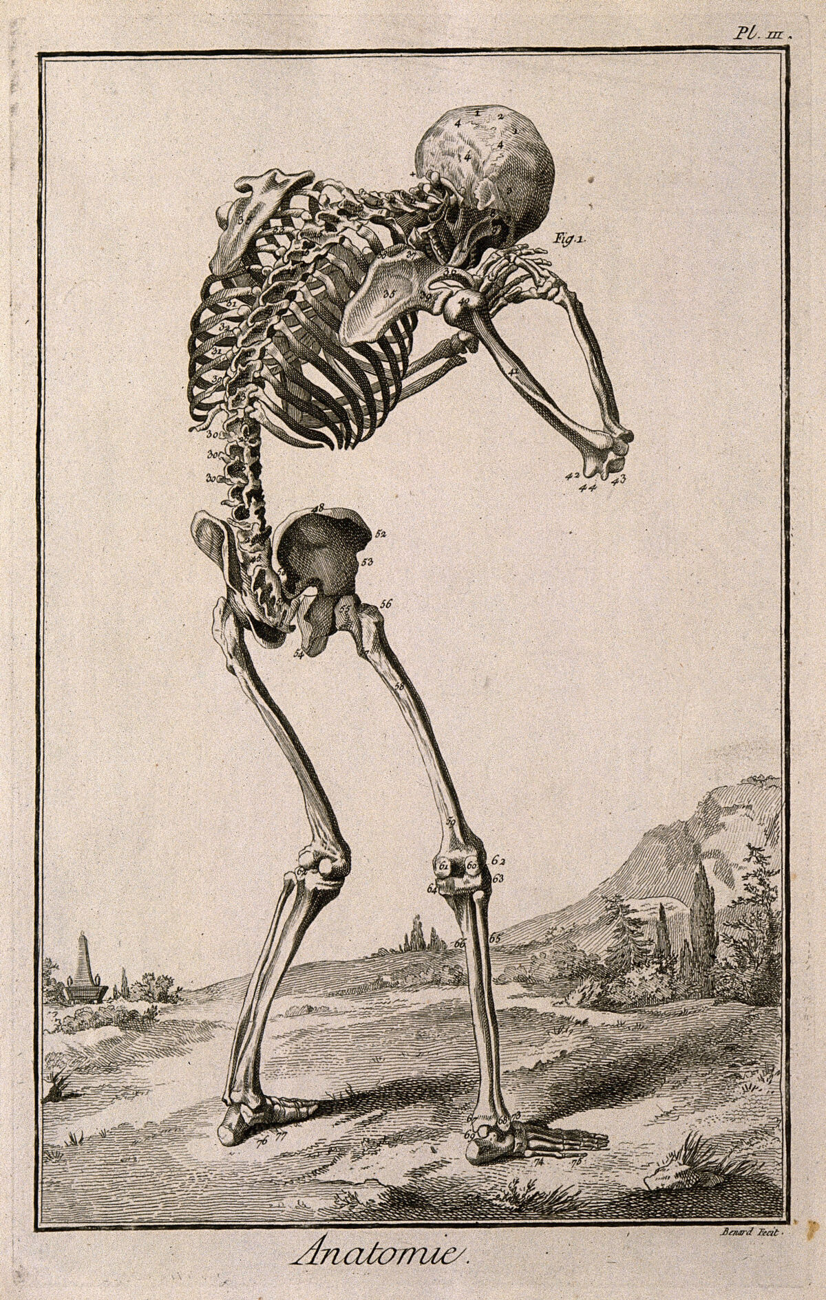 A human skeleton, seen from the back, bent forward with his hands clasped to his skull, after Vesalius. Engraving by Benard, late 18th century, after a woodcut, 1543. — Jean Le Rond d'Alembert