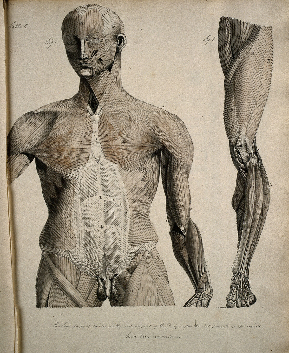 Left, muscles of the head and trunk (front view); right, muscles of the thigh and leg (front view). Coloured drawing, 18--. — Artiste inconnu