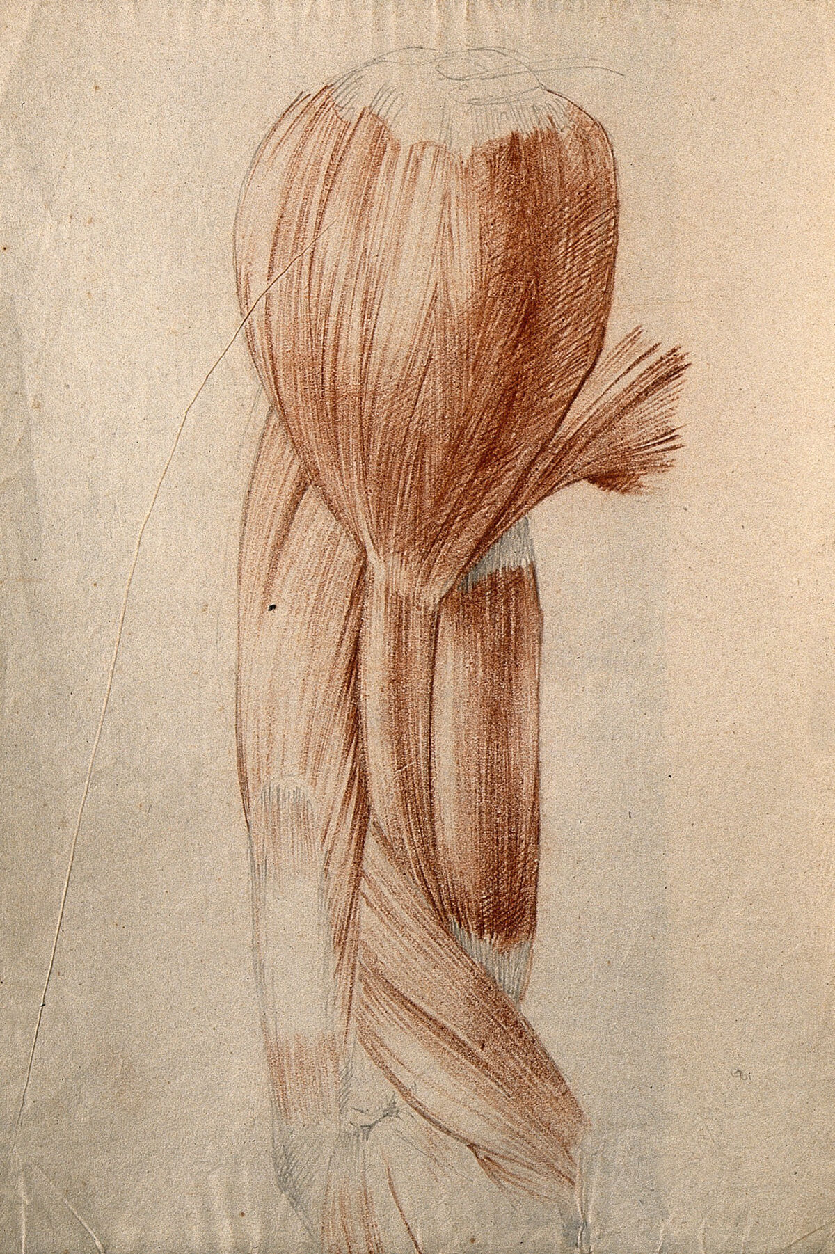 Muscles of the upper arm and shoulder. Red chalk and pencil drawing by or associated with A. Durelli, ca. 1837. — Durelli, Antonio