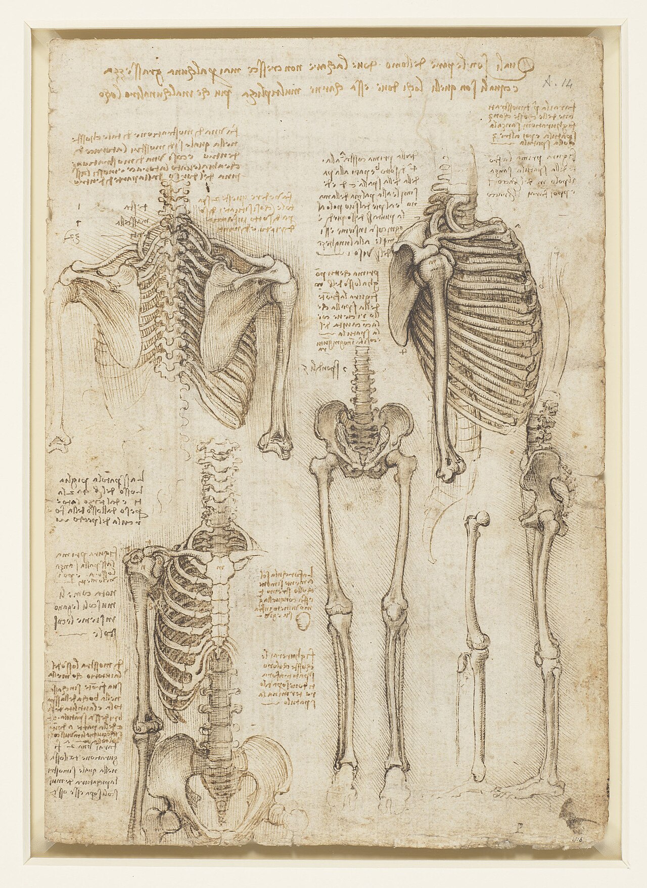 Leonardo da Vinci - RCIN 919012, Recto The skeleton — Leonardo da Vinci