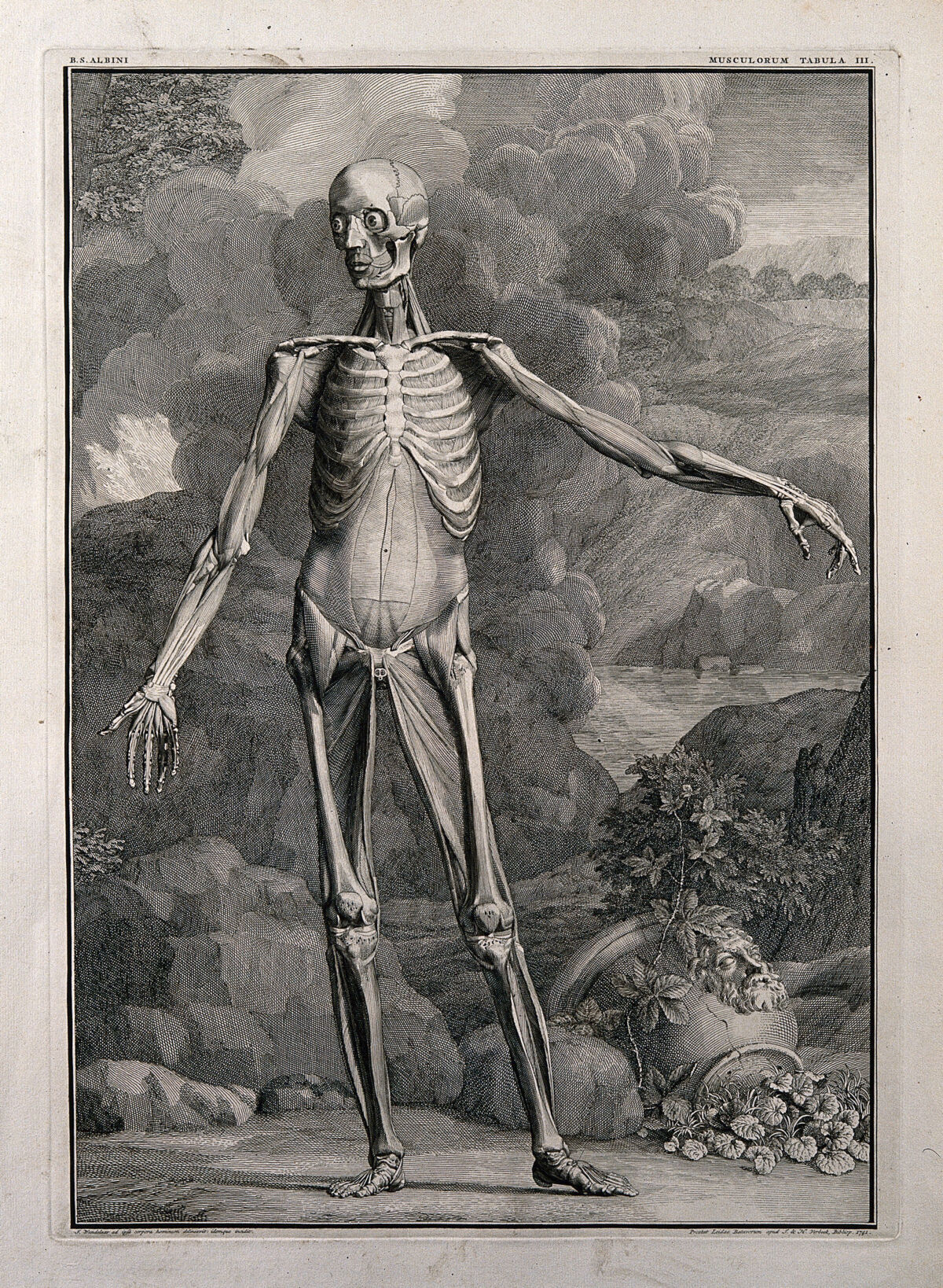 An écorché figure, front view, with left arm extended, showing the third order of muscles. Line engraving by J. Wandelaar, 1741. — Jan Wandelaar