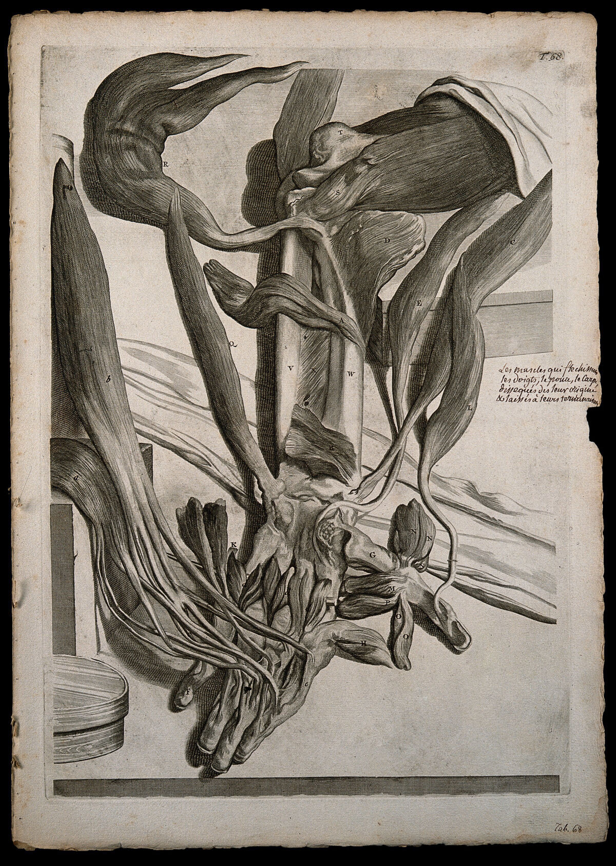The muscles of the lower arm which act on the fingers, thumb and wrist raised from their origins and left at their insertions. Engraving after G. de Lairesse, 1739. — Gerard de Lairesse