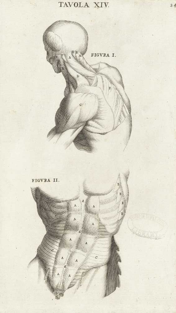 Genga 12 cropped — Bernardino Genga