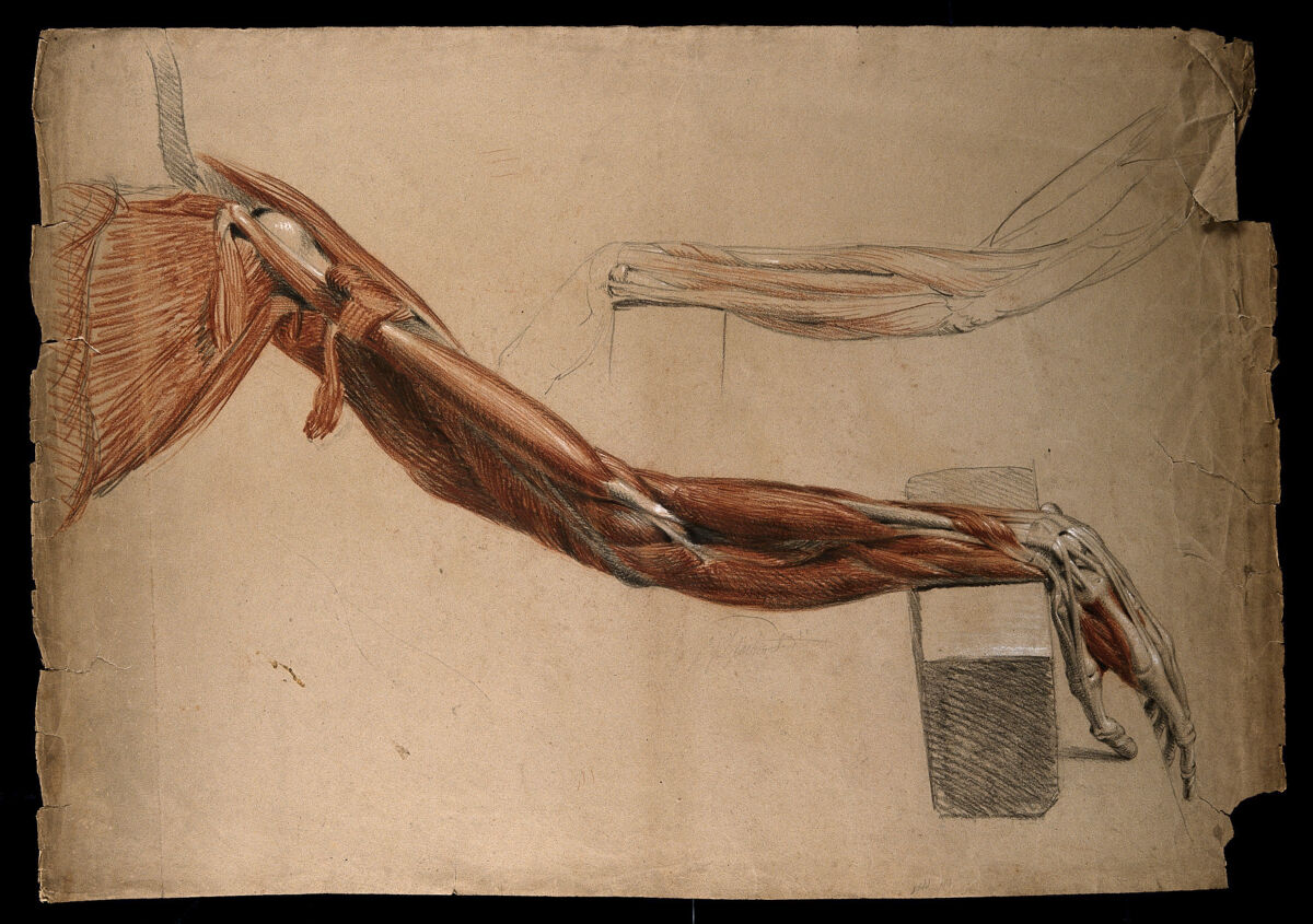 Bones, muscles and tendons of the arm and hand: two details of an écorché figure. Red chalk and pencil drawing, with bodycolour, by a contemporary of W. Harvey (?), ca. 1819. — William Harvey