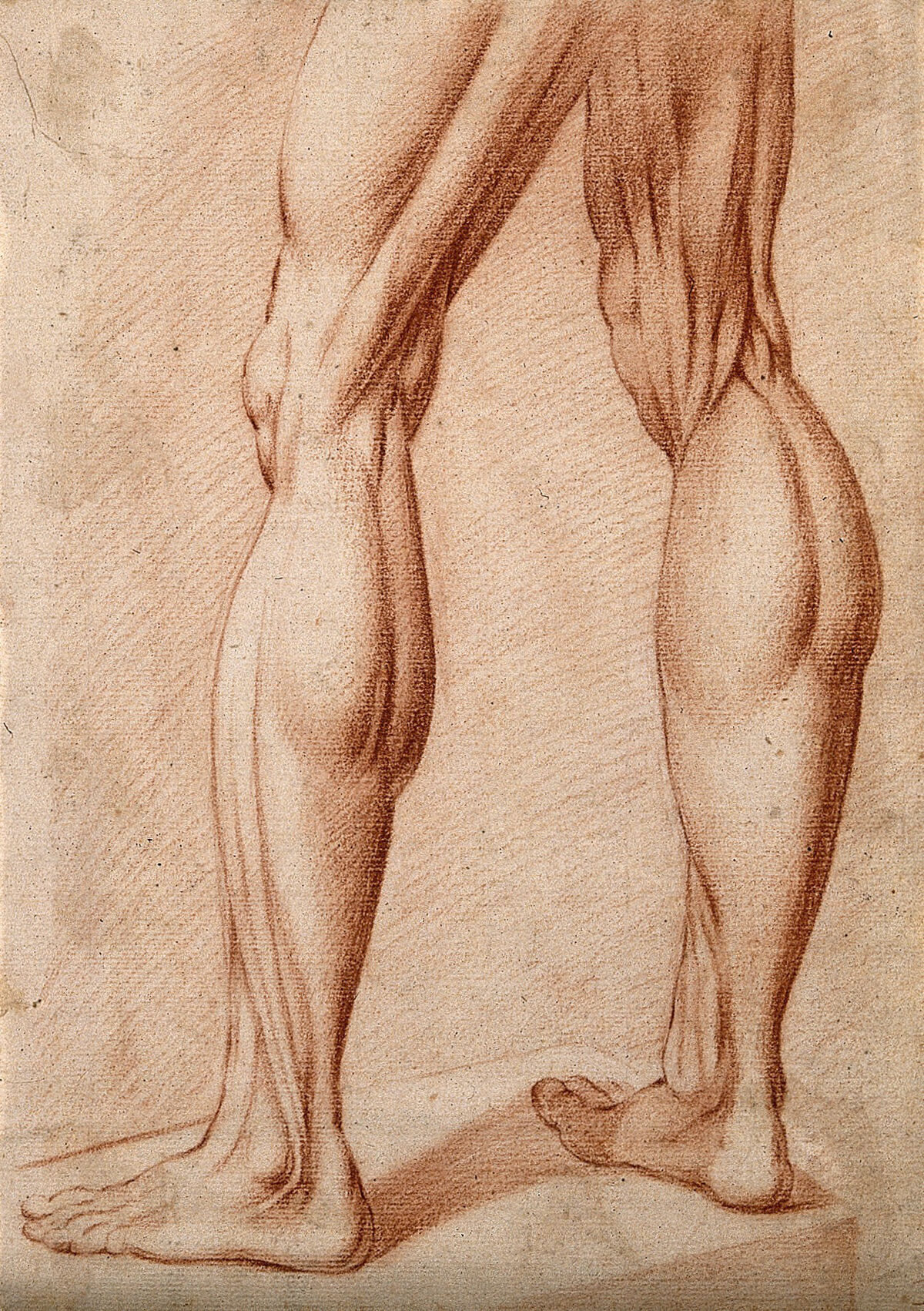 Muscles of a pair of legs of man standing. Red-chalk drawing, 17th century. — Unbekannter Künstler