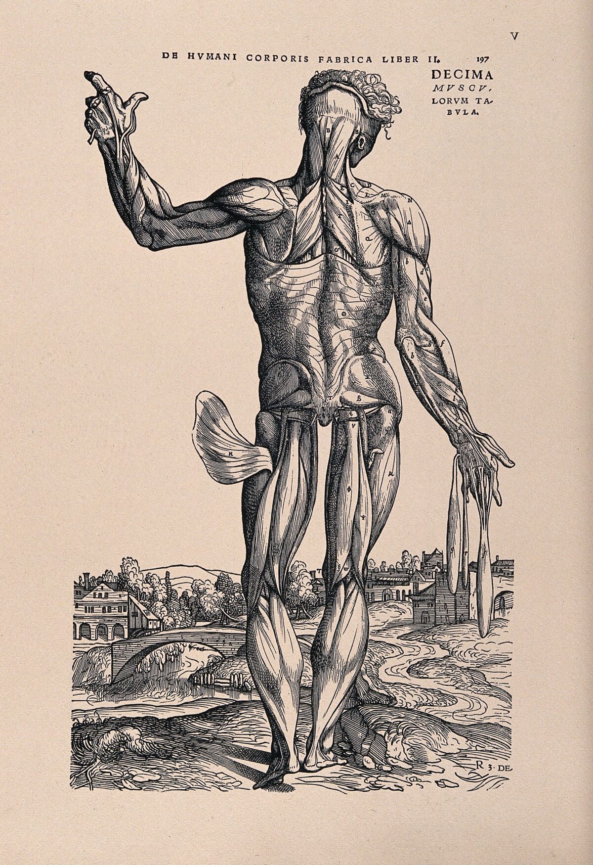 Muscle man, in a landscape, seen from the back. Photolithograph, 1940, after a woodcut, 1543. — Andreas Vesalius