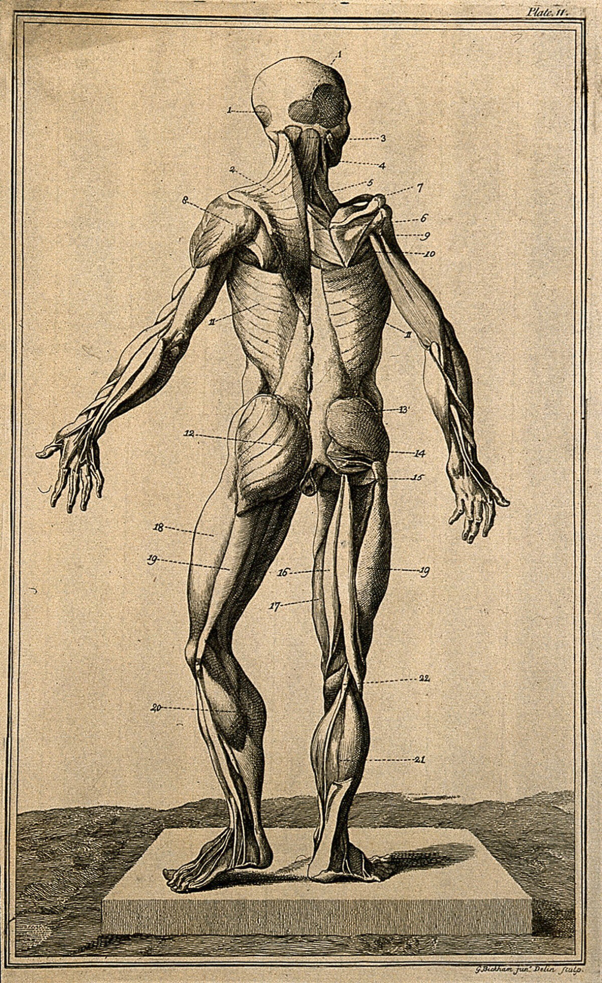 The muscles of the human body, seen from the front, after Eustachius. Etching by G. Bickham, 1743, after himself, after an engraving, c. 1552. — Robert James