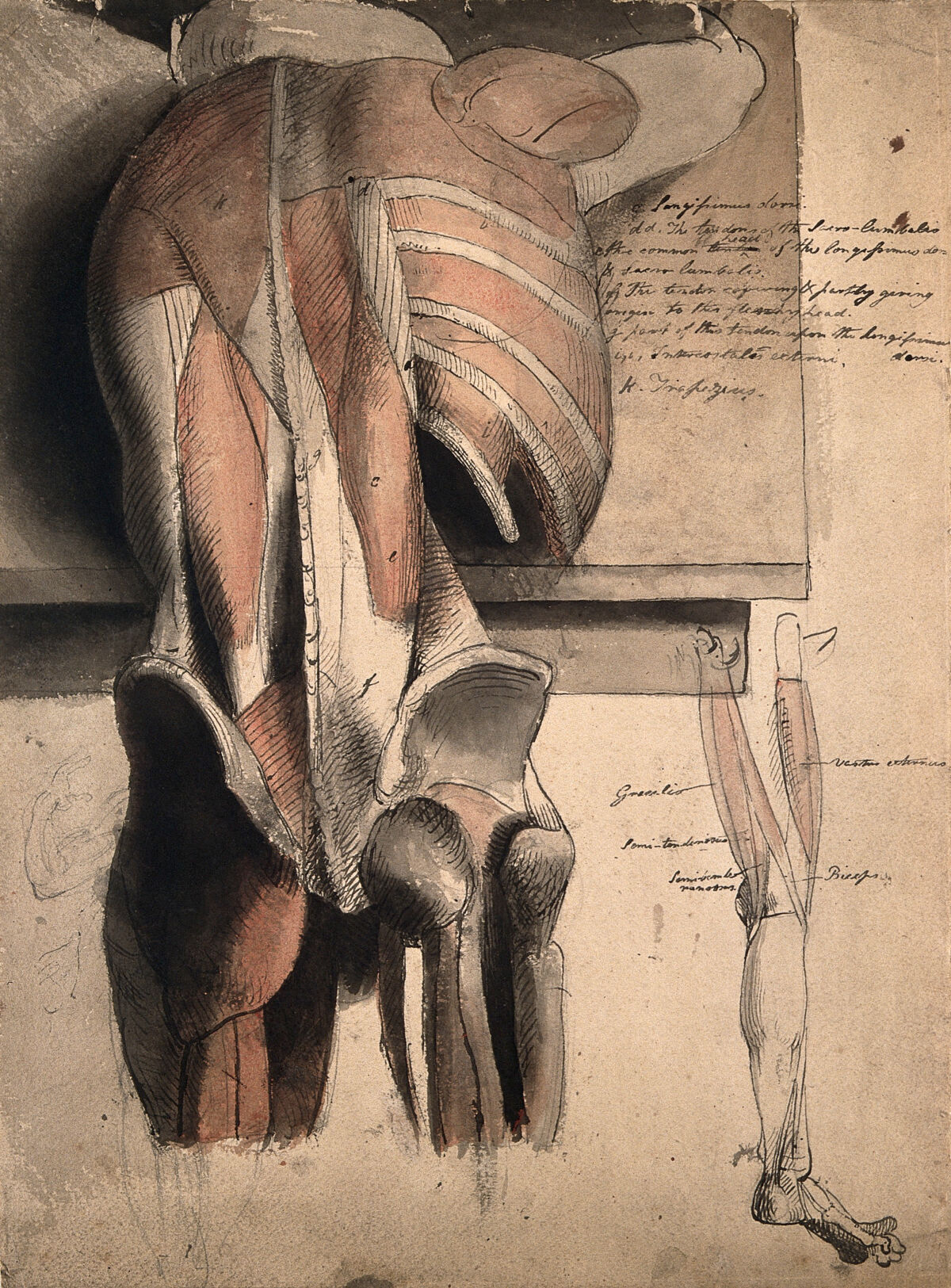 A prone écorché figure, seen from behind, resting on a table, with the bones and muscles of the trunk, pelvis and thighs indicated, and a sketch of an écorché leg. Pen and ink, with pink and grey wate — Charles Landseer