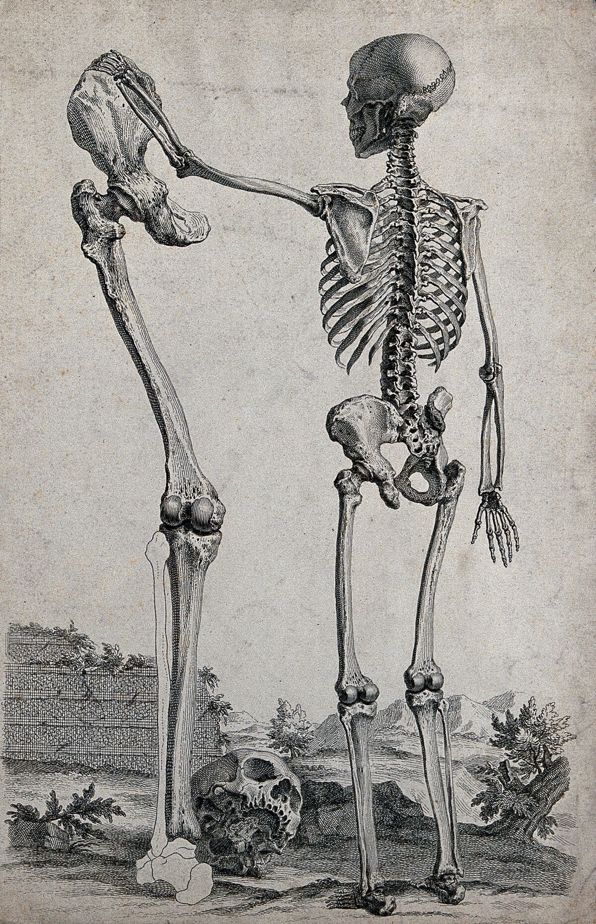 A skeleton standing in a landscape, reaching out to touch the pelvis of a standing lower limb of much greater size. Engraving  by W. Cheselden, 1733. — William Cheselden