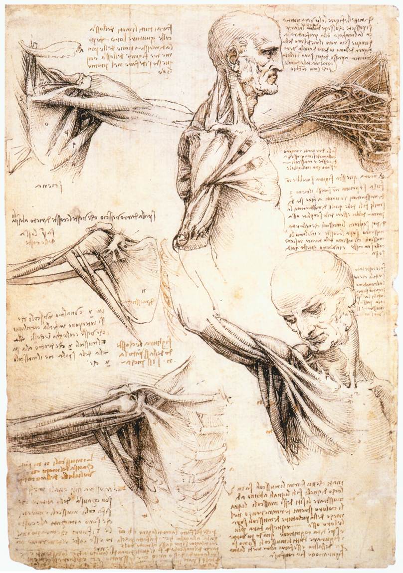 Leonardo da Vinci - Anatomical studies of the shoulder - WGA12824 — Leonardo da Vinci
