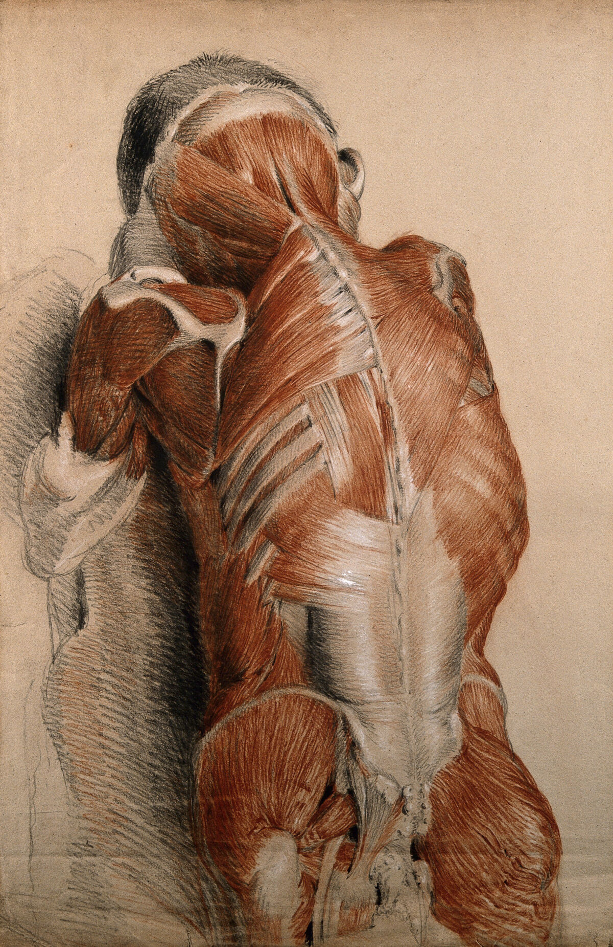 Trunk and neck of an écorché figure (life-size), lying prone: the ribs and scapula are also visible. Red chalk and pencil drawing, with bodycolour, by C. Landseer, ca. 1815. — Charles Landseer