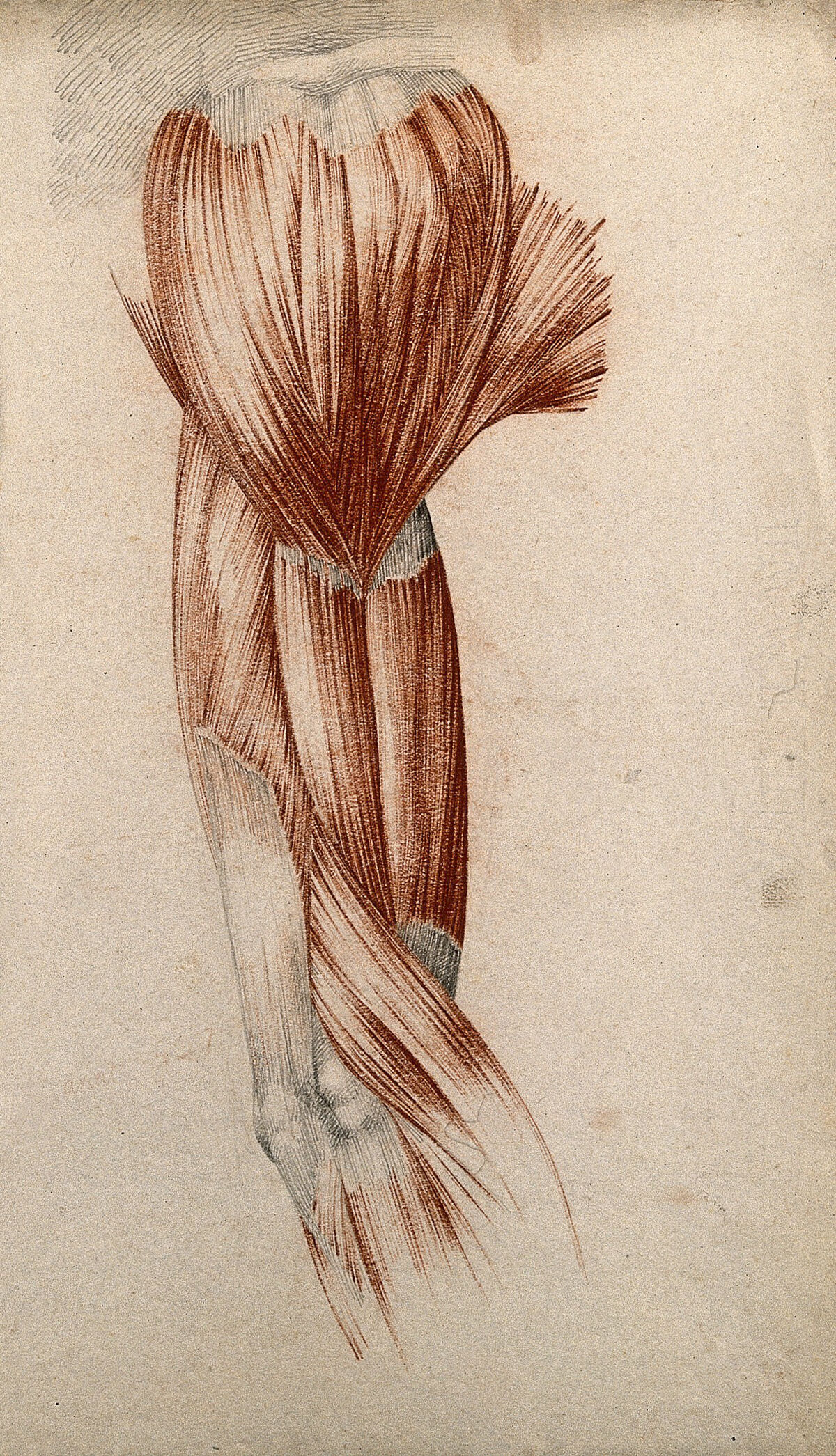 Muscles of the upper arm and shoulder. Red chalk and pencil drawing by or associated with A. Durelli, ca. 1837. — Durelli, Antonio