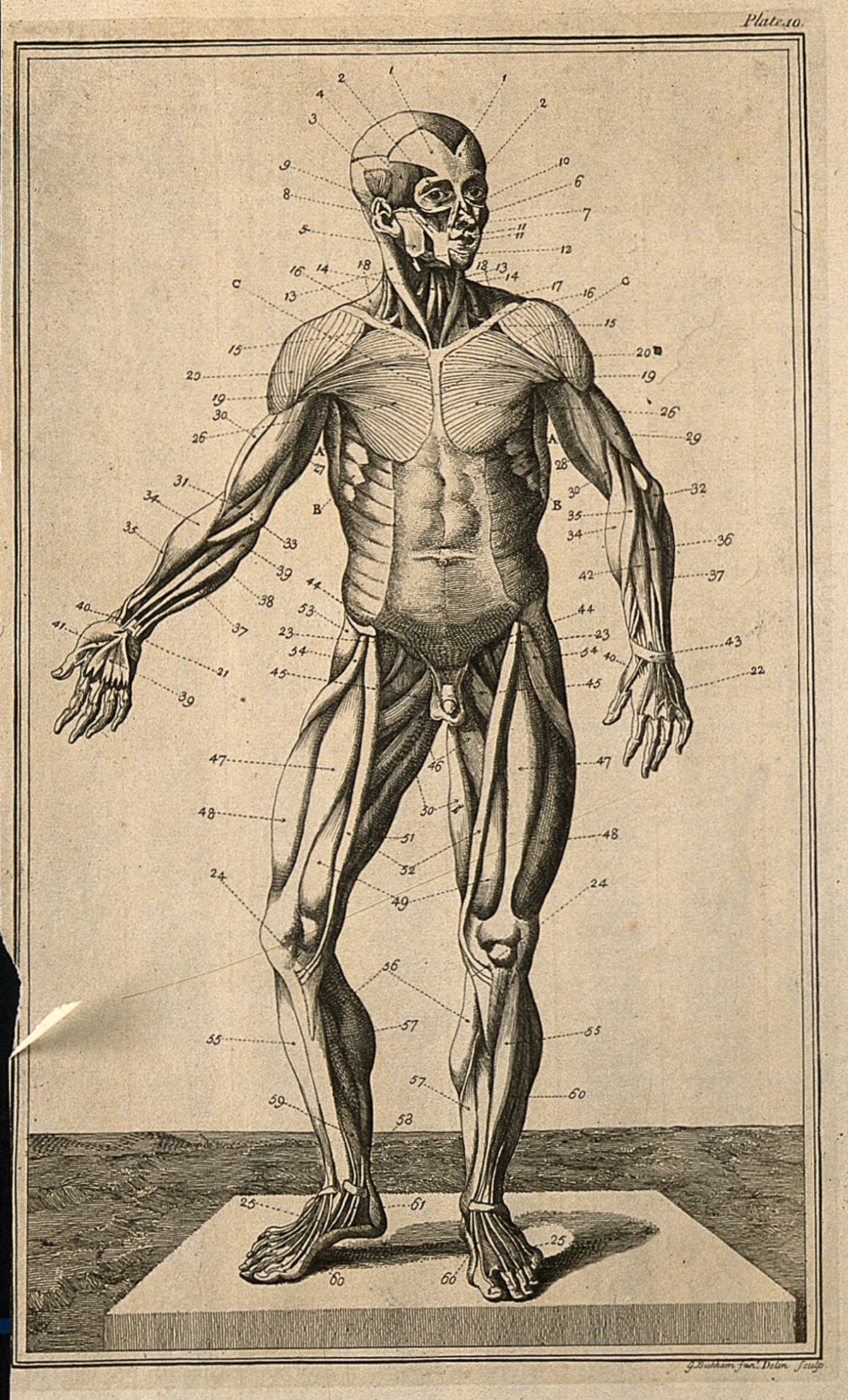 The muscles of the human body, seen from the front, after Eustachius. Etching by G. Bickham, 1743, after himself, after an engraving, c. 1552. — Robert James