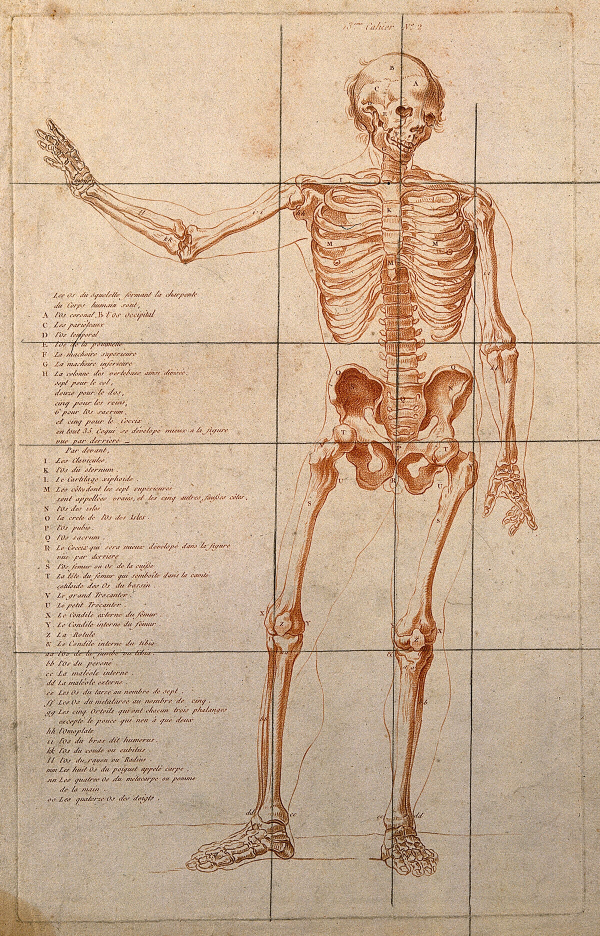 Skeleton with right arm raised, seen from the front. Crayon manner print, ca. 1790. — Unbekannter Künstler