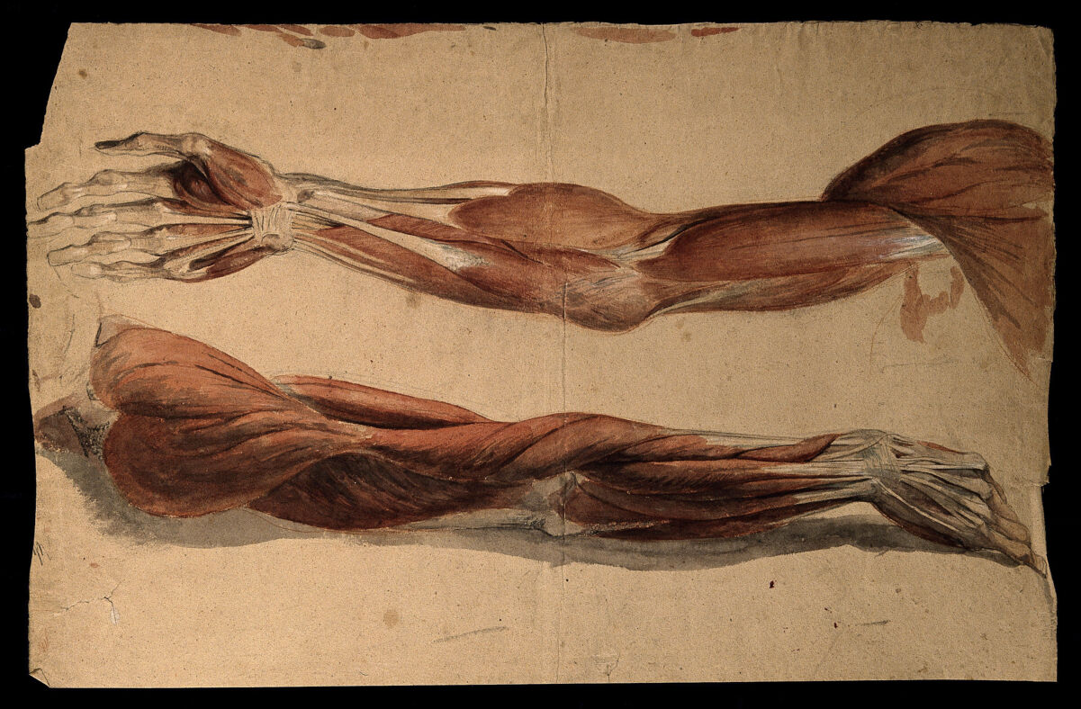 Muscles and tendons of the upper arm: two écorchés. Watercolour, 18--(?). — Unbekannter Künstler