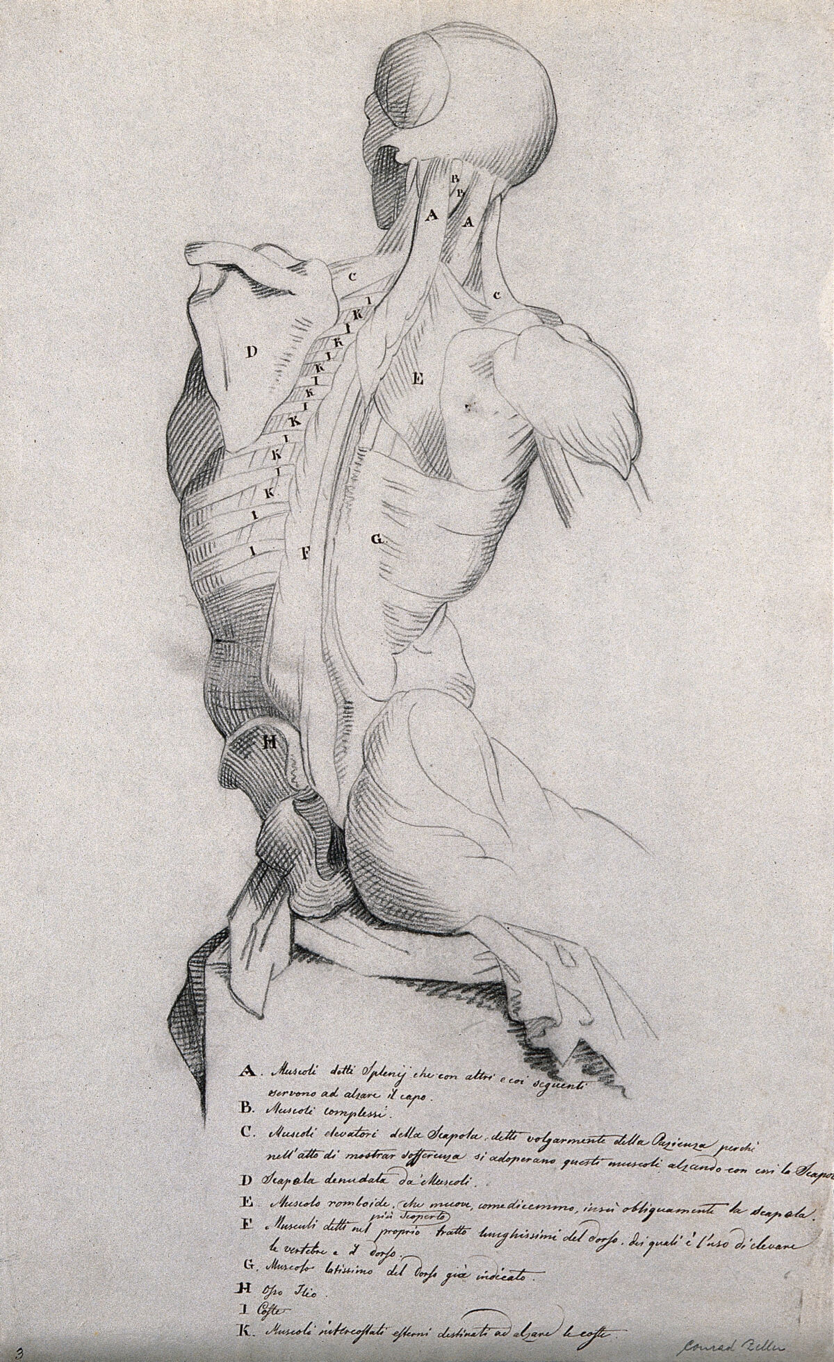 Head, neck and trunk of a seated male écorché, shown from behind. Pencil drawing by J.C. Zeller ca. 1833 (?) after B. Genga, 1691. — Genga, Bernardino, 1655-1734