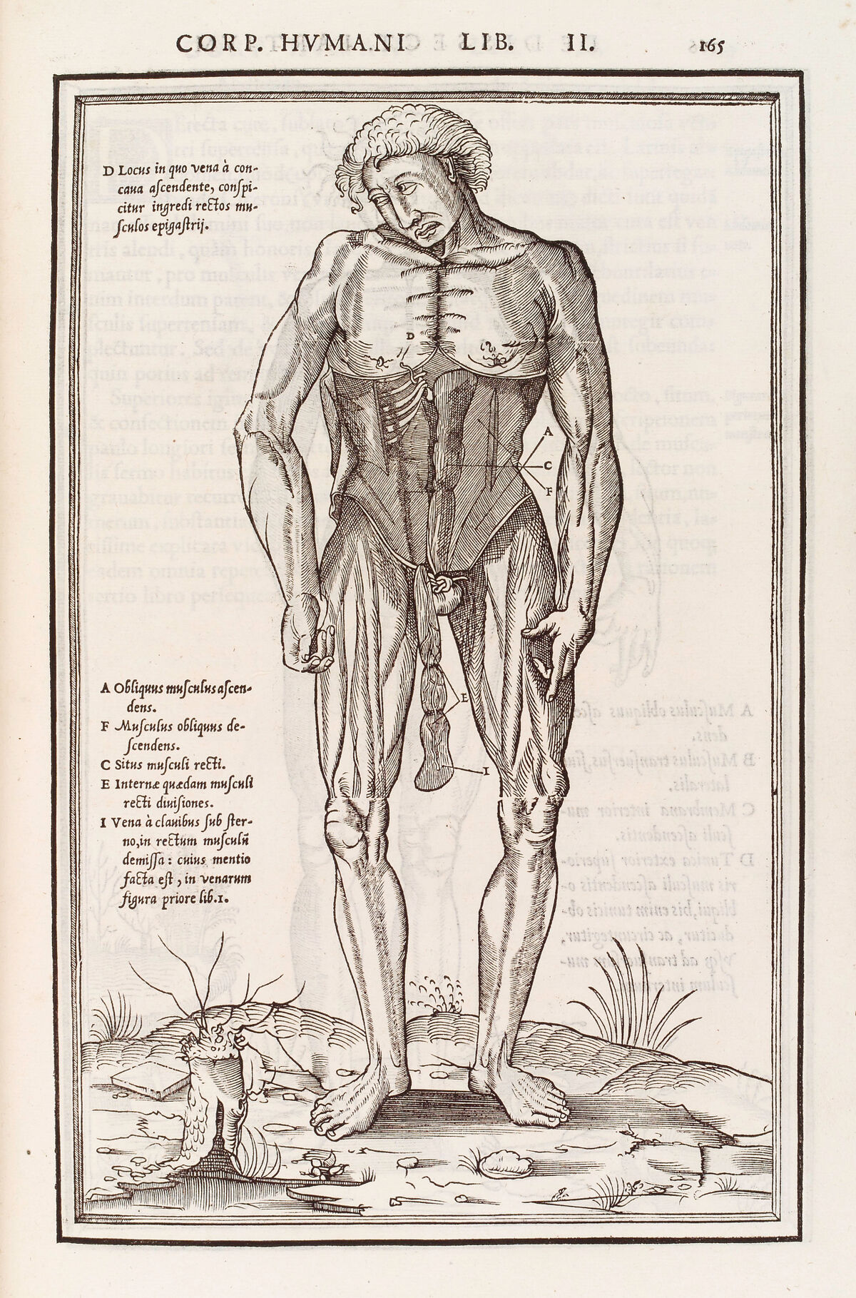 Anatomical figure displaying the muscles of the torso — Étienne de La Rivière
