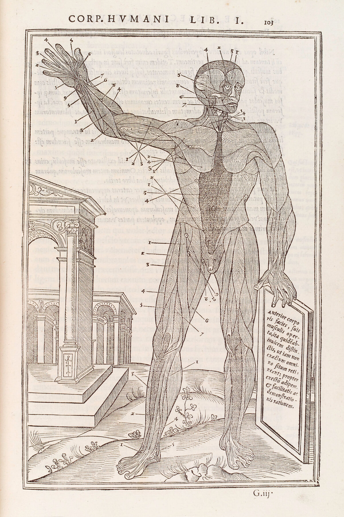 Anatomical figure displaying anterior muscles — Étienne de La Rivière