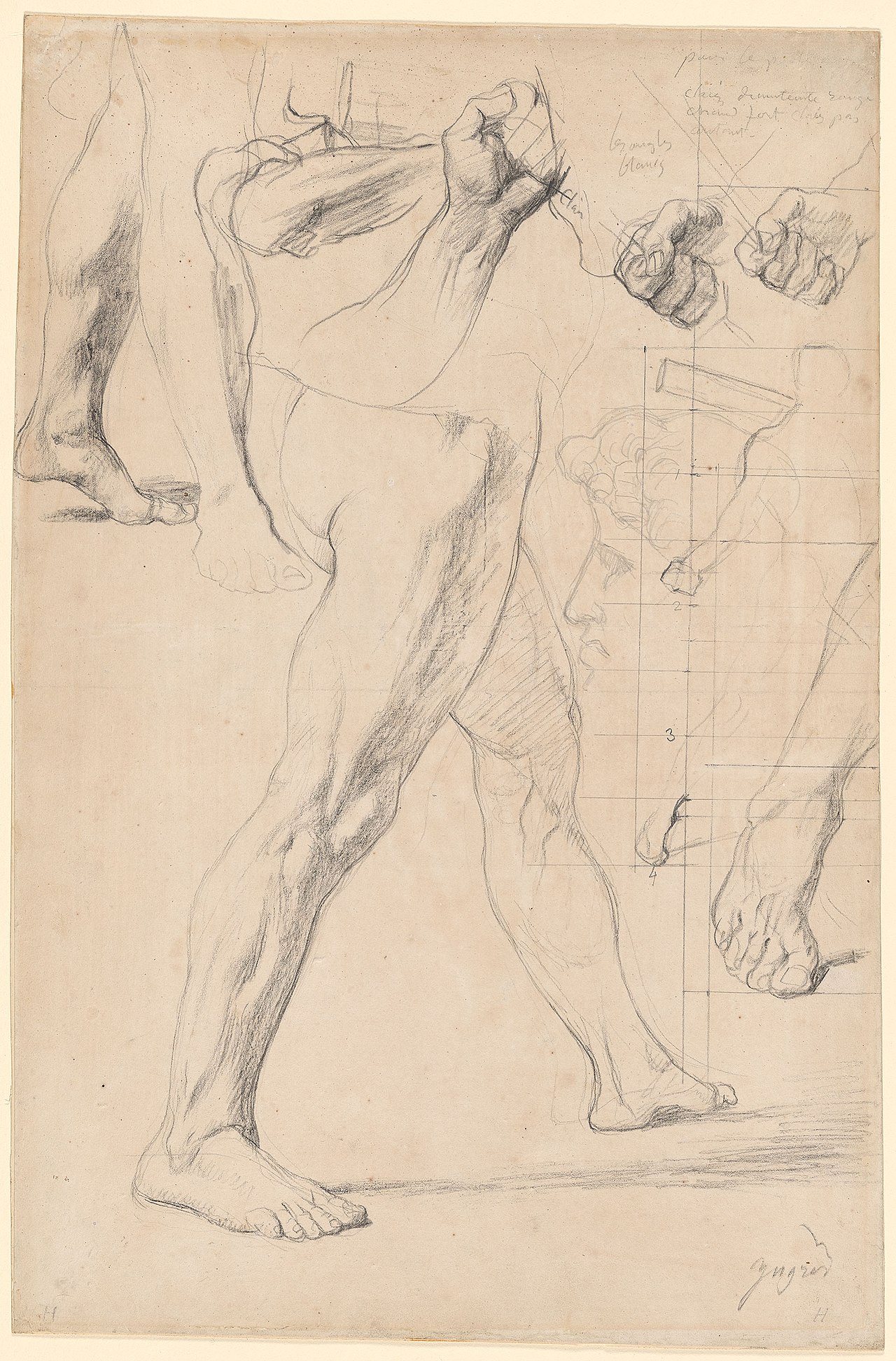 [PIEDI] Ingres - Studies of Legs, Hands, and the Profile of a Head for the Martyrdom of St. Symphorien, 1985.99 — Jean-Auguste-Dominique Ingres