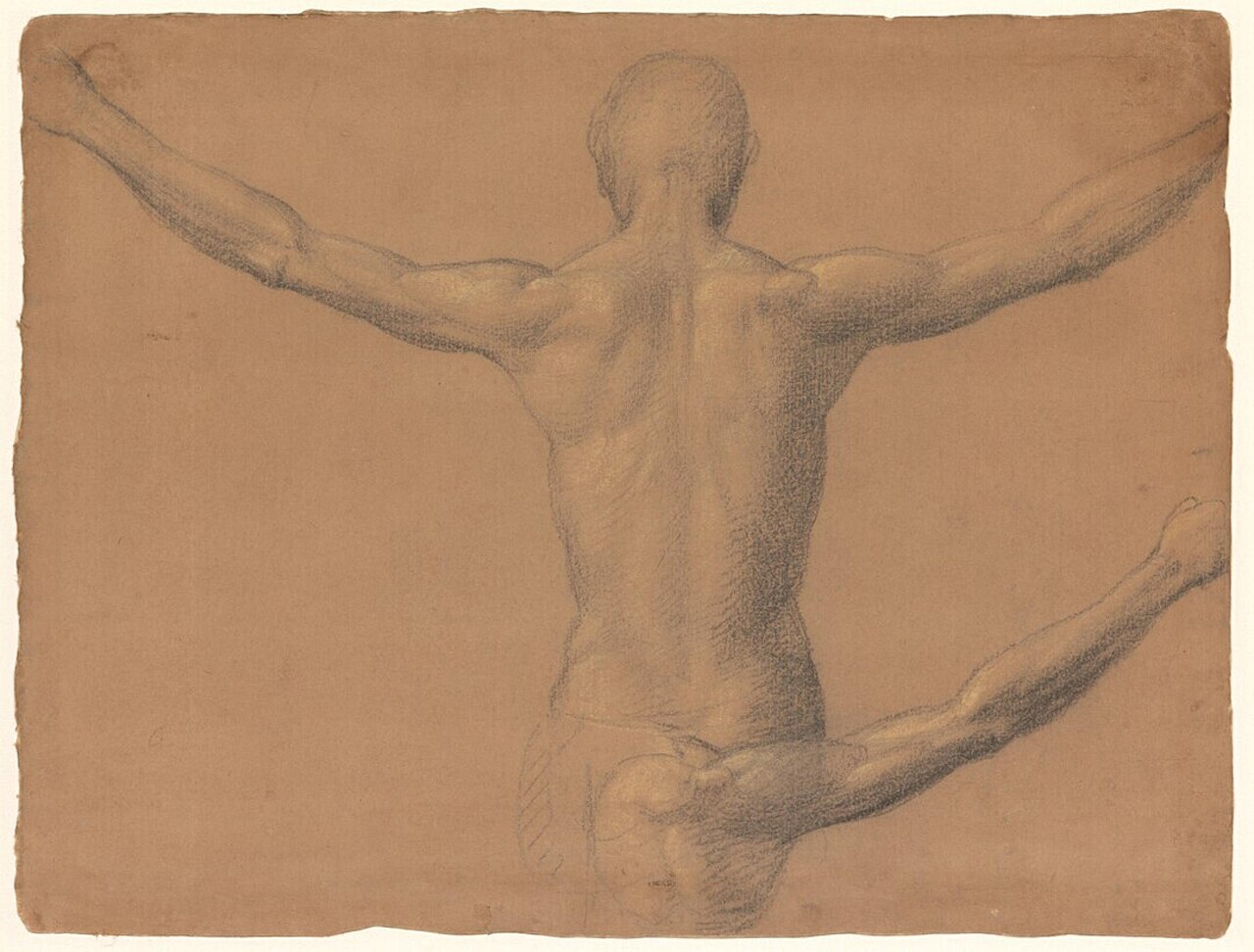 [SCHIENA] Fra Bartolommeo - Two Studies of the Nude Torso of a Man with the Arms Held Up, Seen from Behind, I 563 N 39 (PK) — Fra Bartolomeo