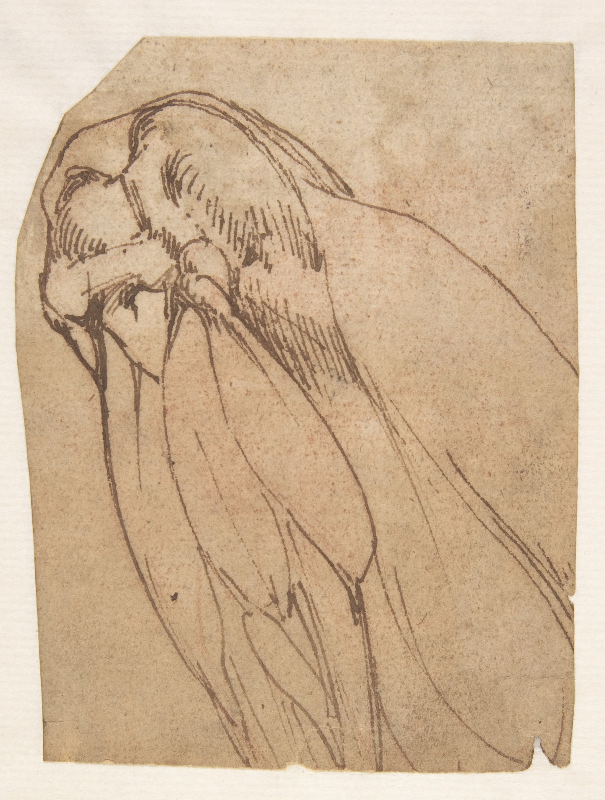 [PIEDI] Anatomical Study of a Knee — Michelangelo Buonarroti