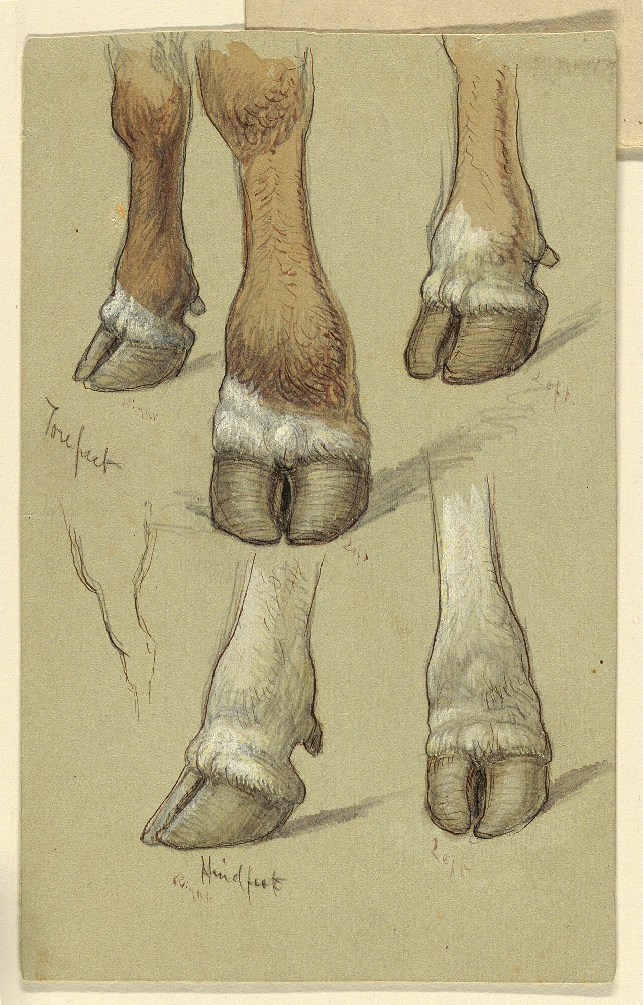 [PIEDI] Drawing, Studies After Cattle, 1871 (CH 18368971) — Samuel Colman