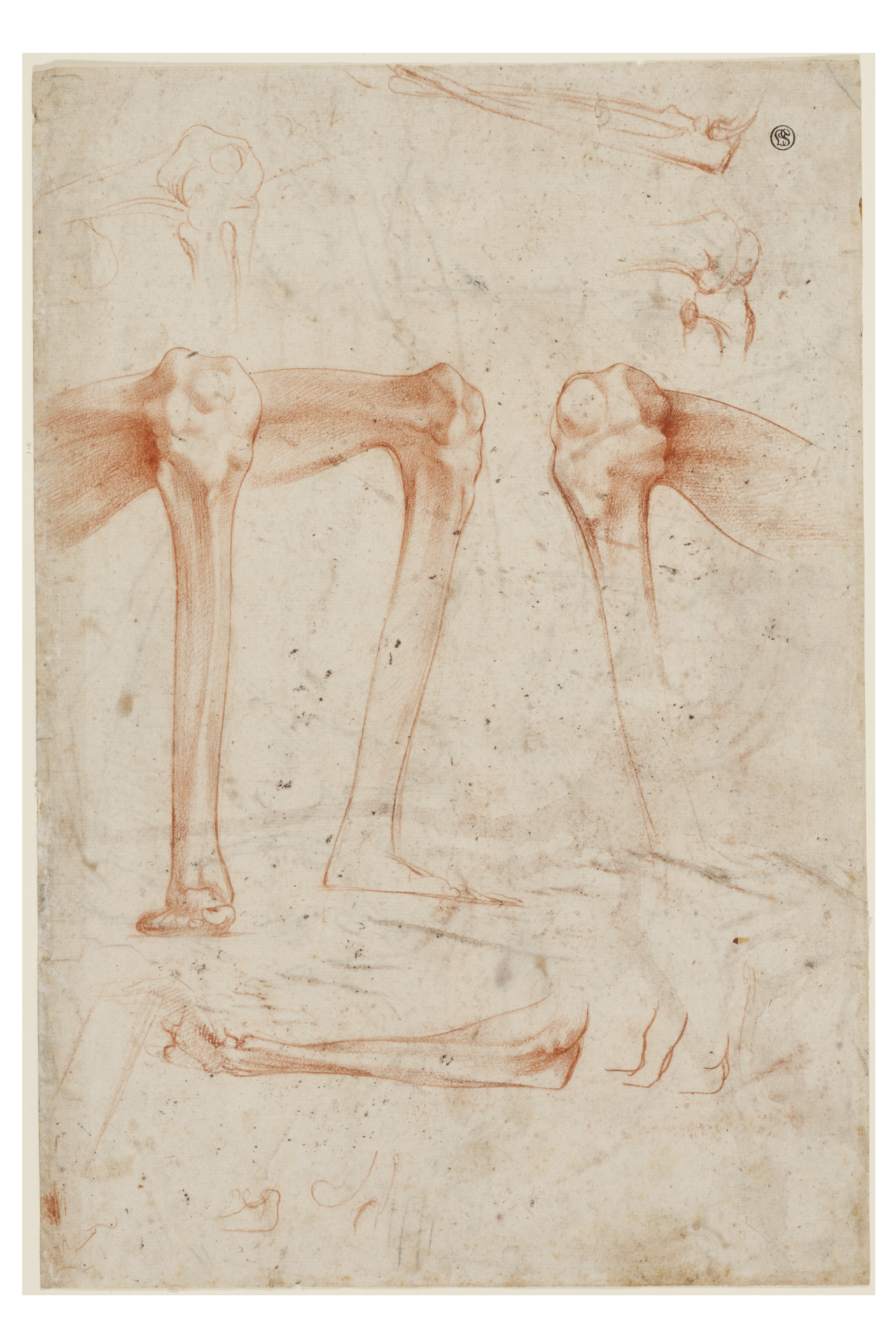 [PIEDI] Studies of legs, knees and arms (SM 3971vz) — Rosso Fiorentino