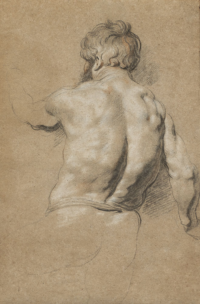 [SCHIENA] Jacob Jordaens - Study of a Male Nude Seen from Behind — Jacob Jordaens