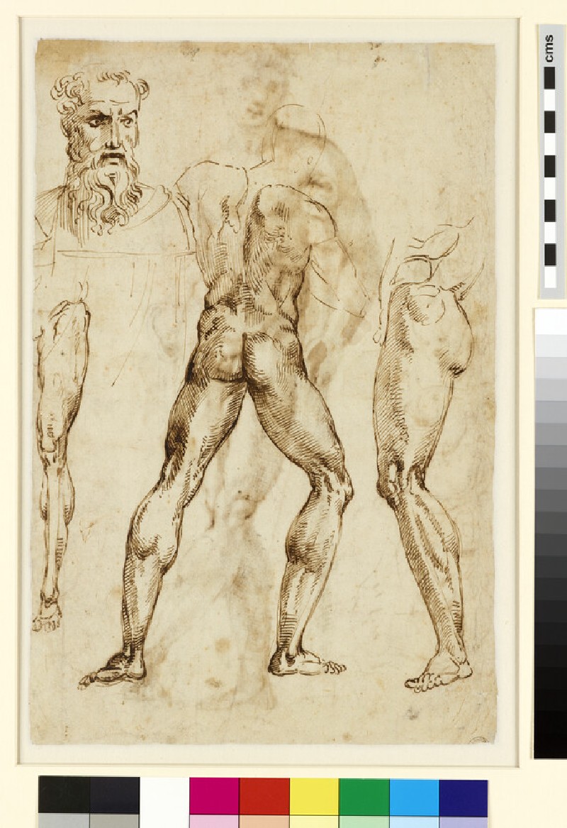 [SCHIENA] Raphael - formerly attributed to - Verso Nude Man seen from behind, and other studies, WA1846.259 — Raphael