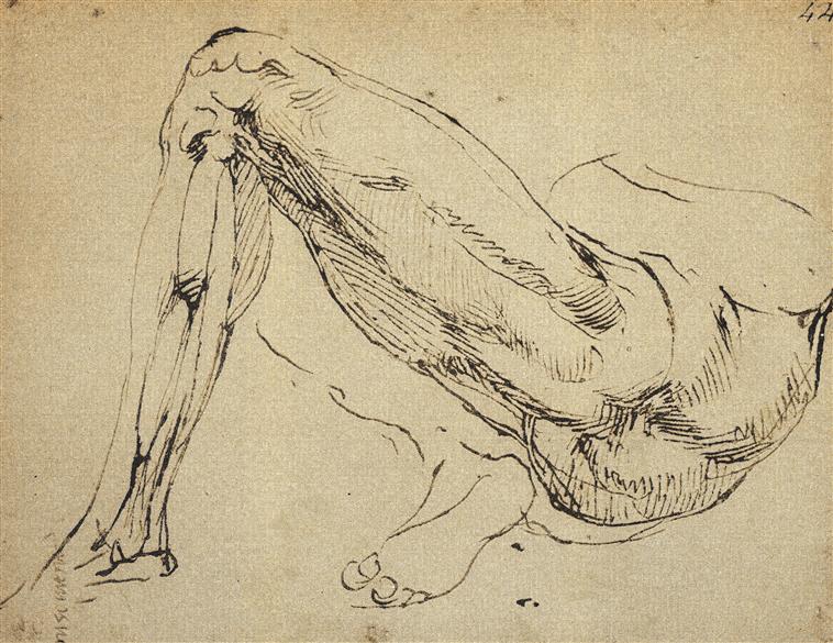 [PIEDI] Michelangelo - Etude anatomique de jambe, DIS-F-000874-0000 — Michelangelo
