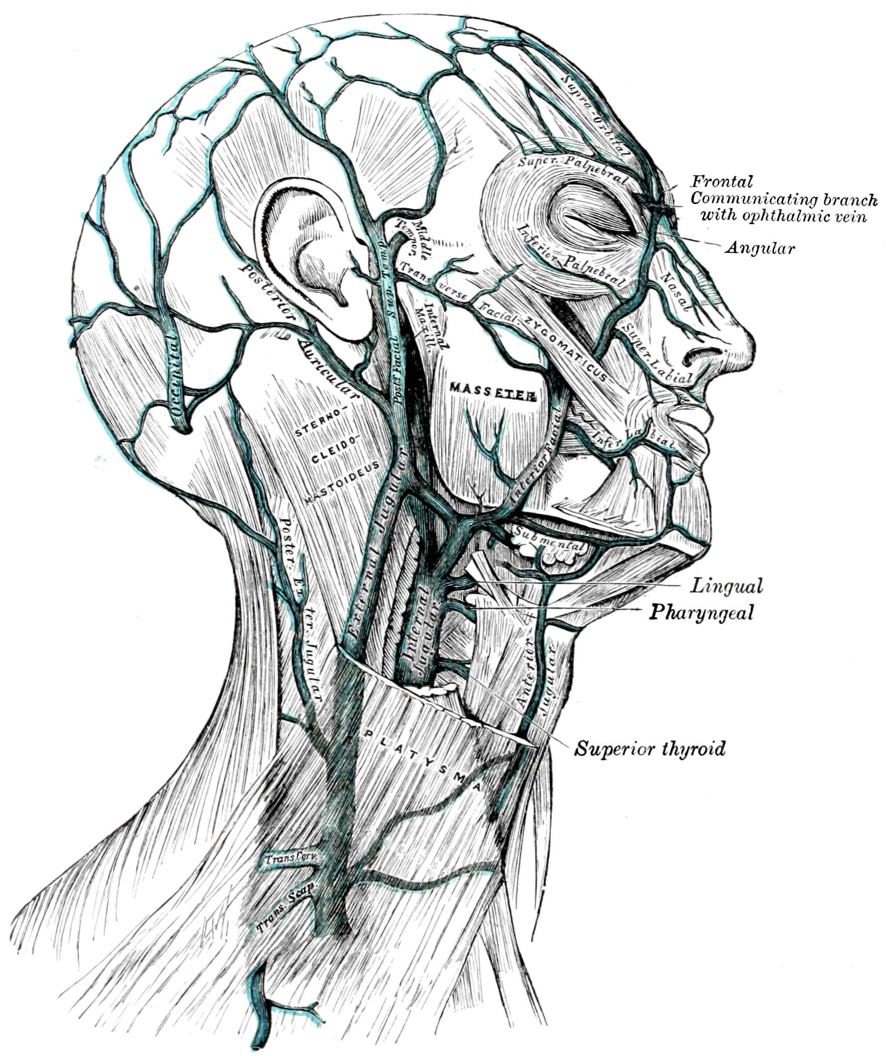 Gray AnatomyOfHumanBody1918-P644 Figure557 — Henry Vandyke Carter; Henry Gray