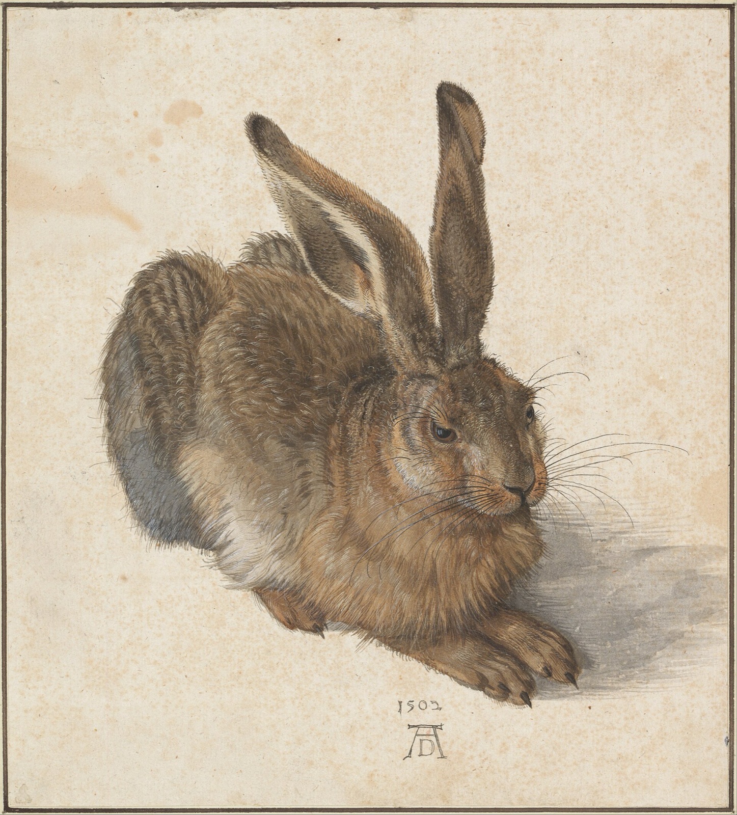 Albrecht Dürer - Hare, 1502 - Google Art Project — Albrecht Dürer