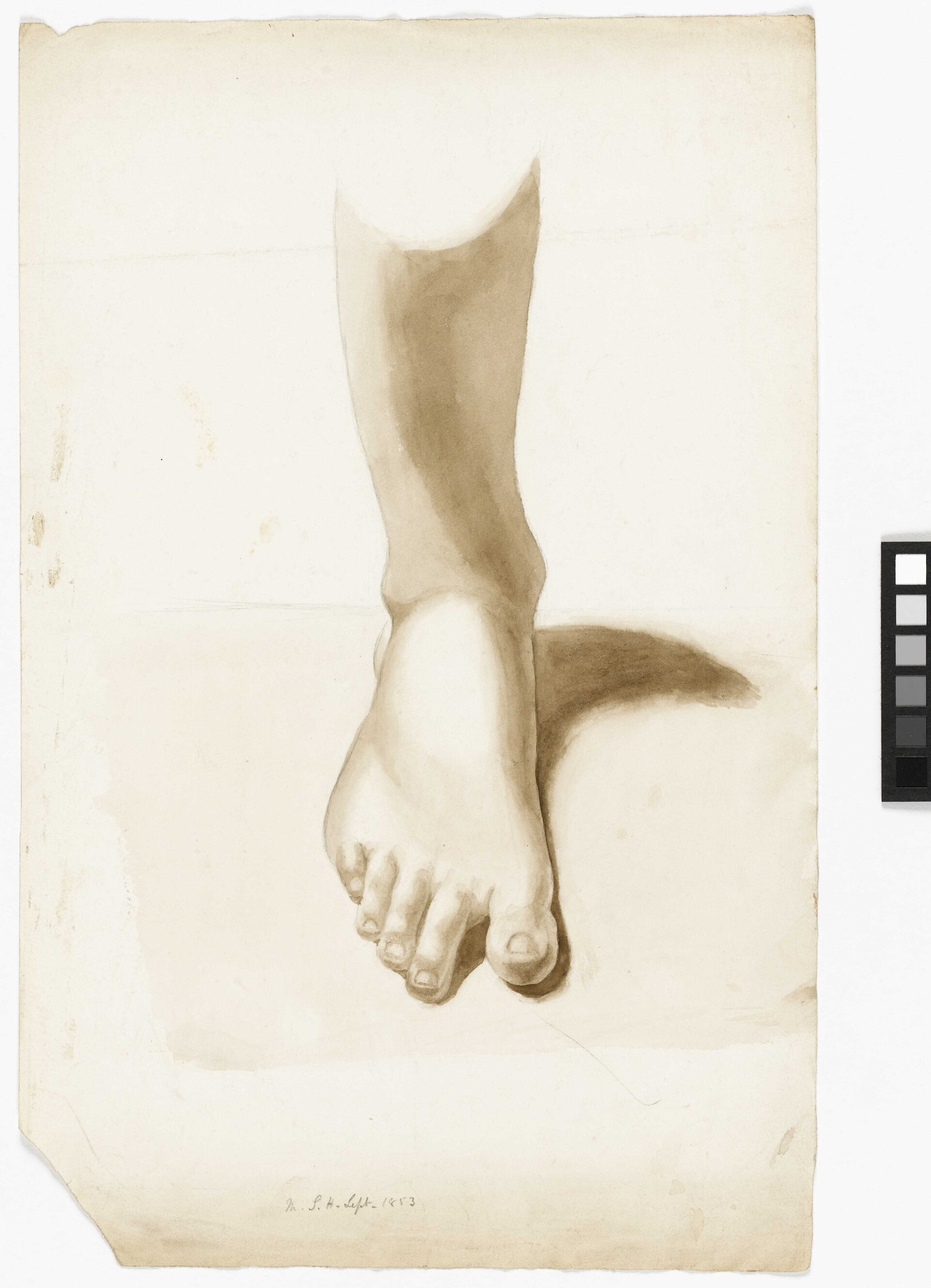 Study of a foot and ankle RMG PY6039 — Margaret Louisa Herschel