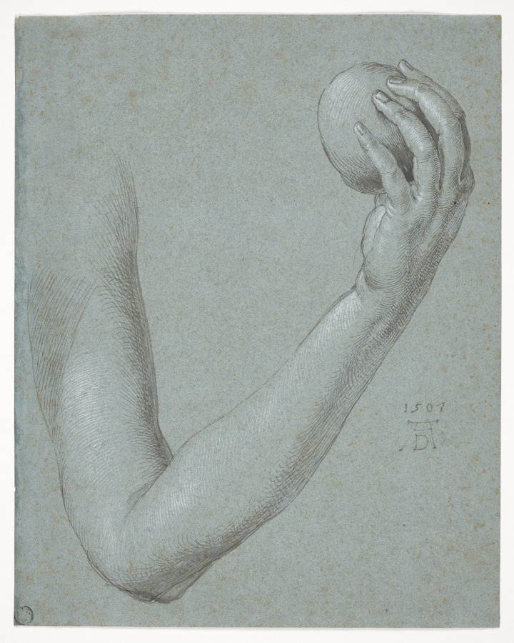 Arm of Eve — Albrecht Dürer