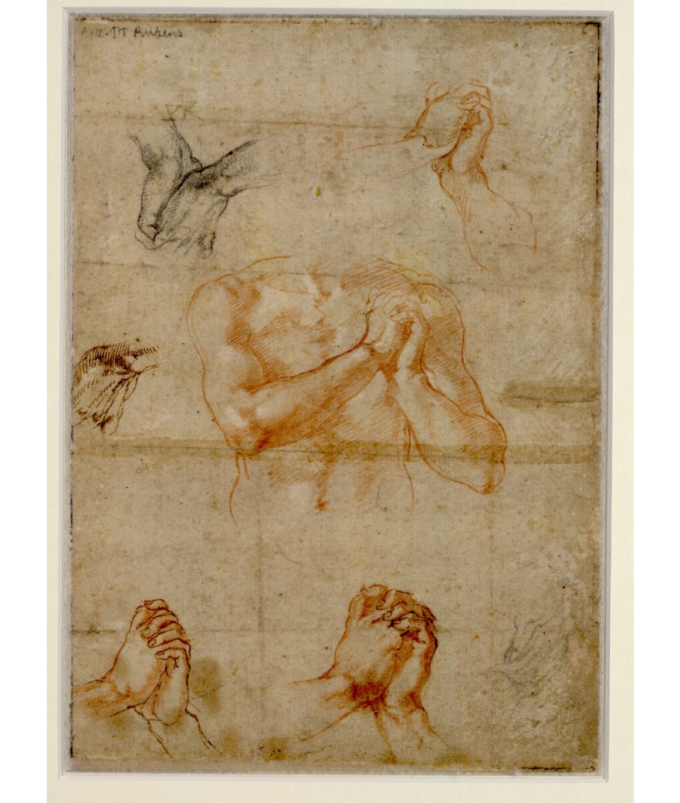 Michelangelo - Männlicher Oberkörper mit gefalteten Händen sowie Handstudien, um 1510-1511, 120v — Michelangelo