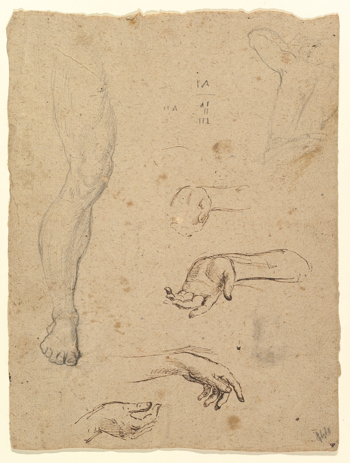 Studies of Legs, Hands, and Torso MET DP821514 — Artiste inconnu
