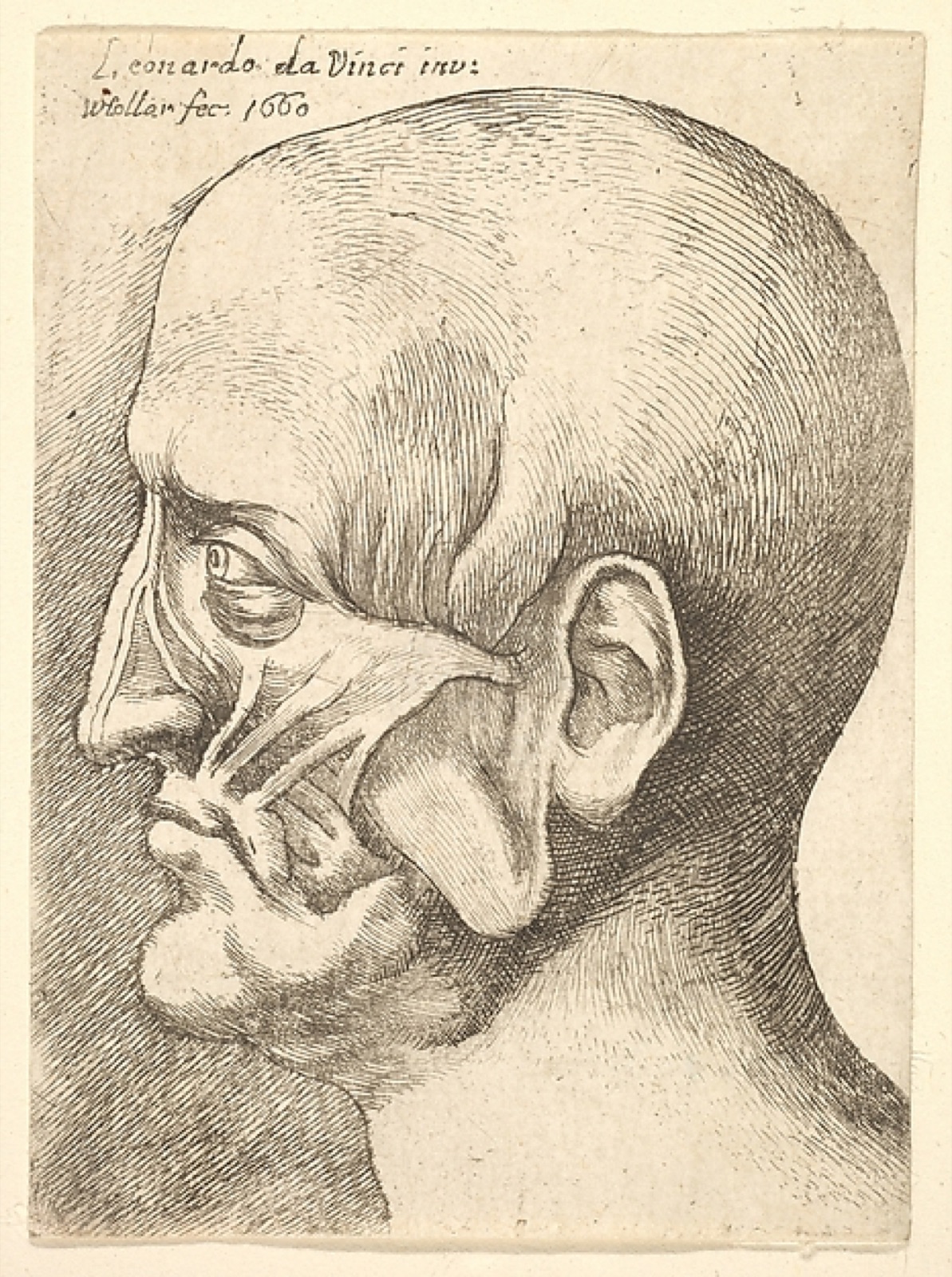 Ecorche head of a man in profile to left — Wenceslaus Hollar