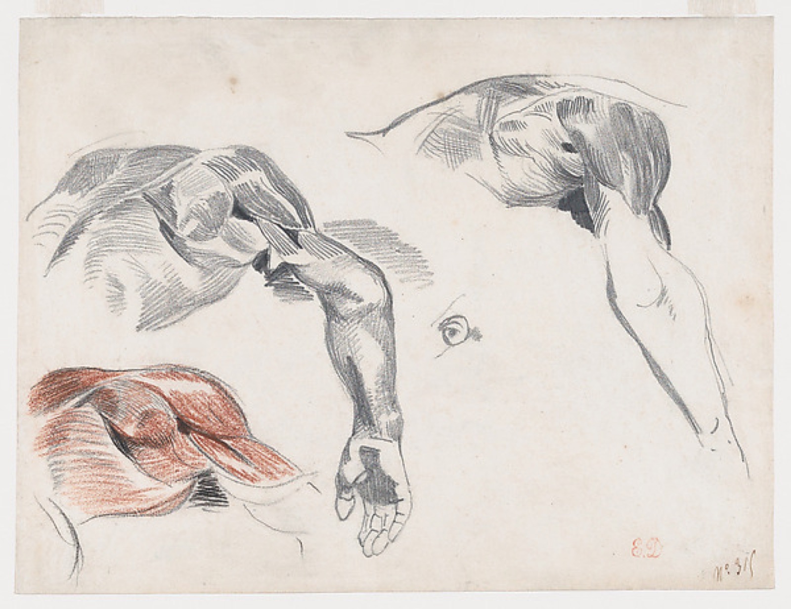Écorché: Three Studies of a Shoulder — Eugène Delacroix