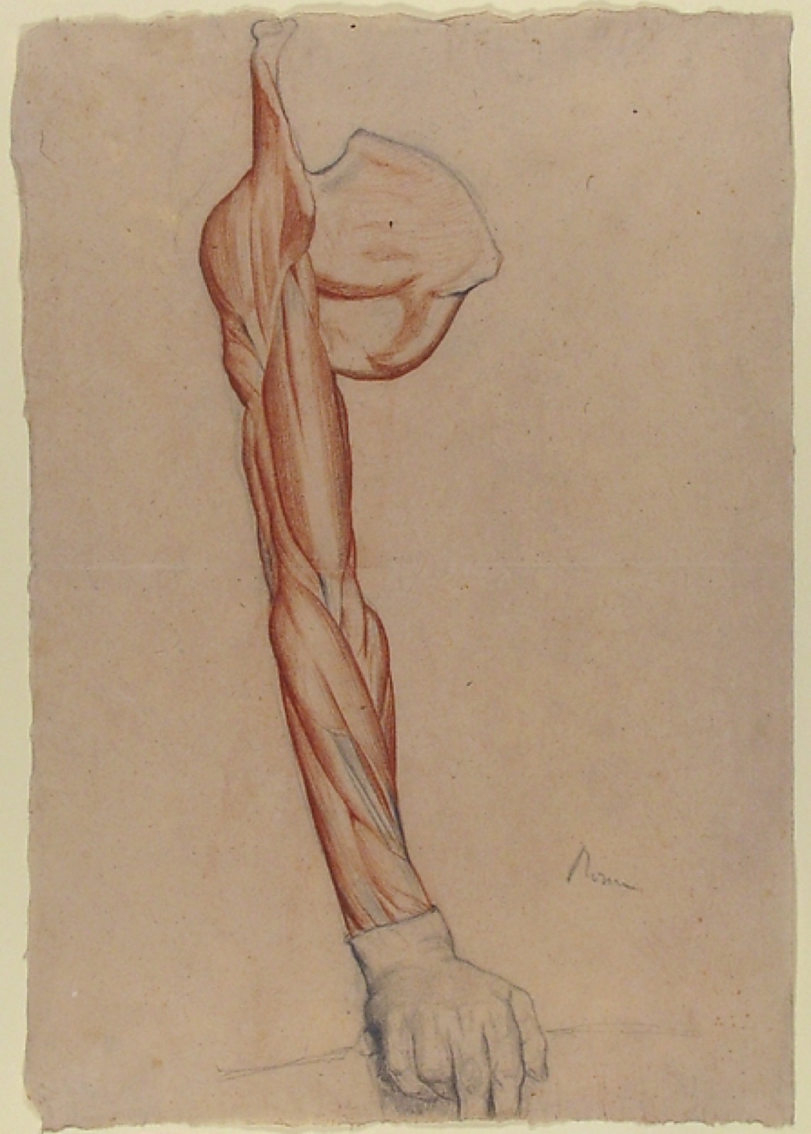 Ecorché: Right Arm and Shoulder Blade with Right Hand Intact — Edgar Degas