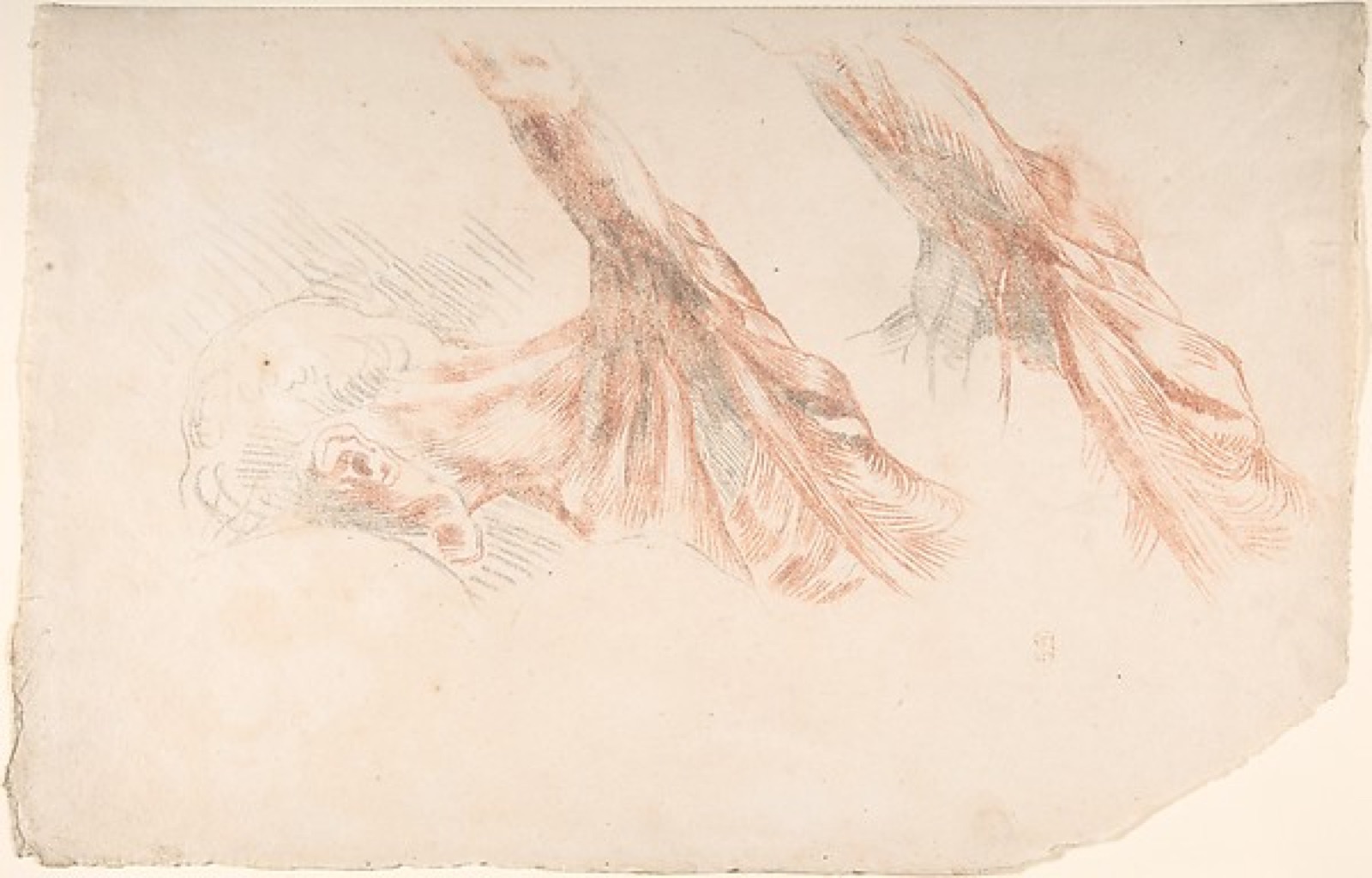 Ecorché: Two Studies of the Muscles of the Shoulder and of the Arm, Raised — Eugène Delacroix