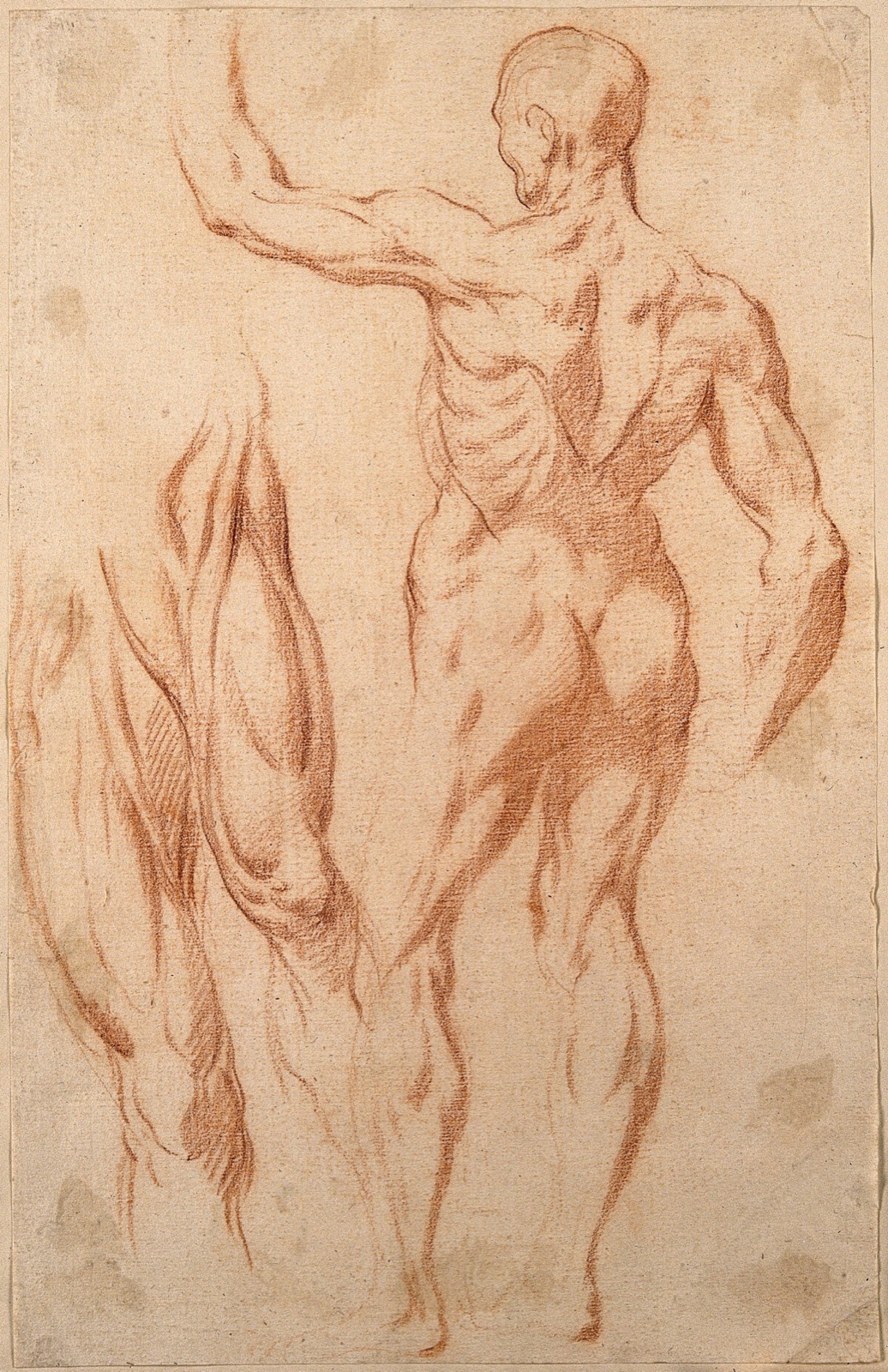 An écorché with a raised left arm seen from the back; studies of the muscles of the right and left thighs, seen from the front. Red-chalk drawing, 17th century, after L. Cigoli. — Cigoli