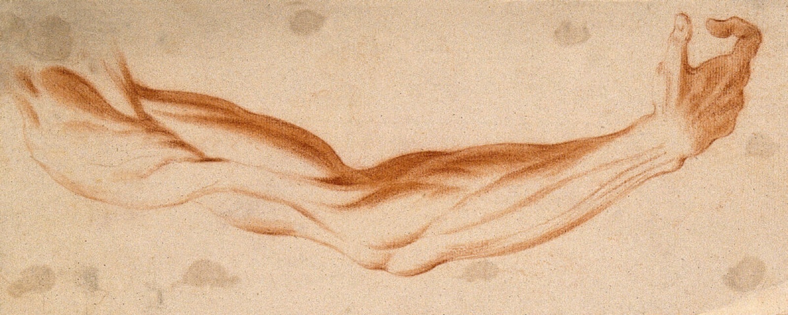 The muscles of the suspended right arm, seen from the front. Red-chalk drawing, 17th century. — Cigoli