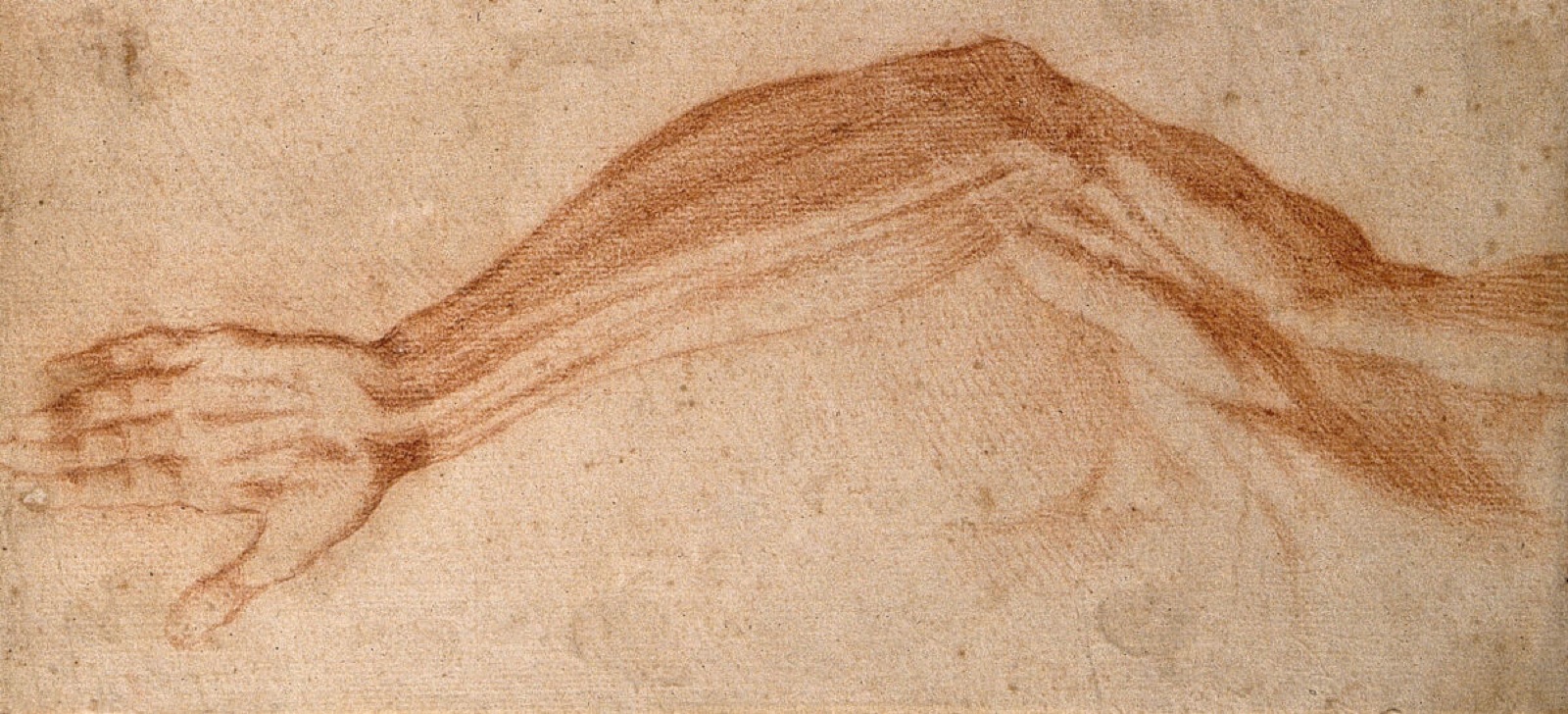 The muscles of the raised left arm and of the upper left shoulder, seen from the front. Red-chalk drawing, 17th century. — Cigoli