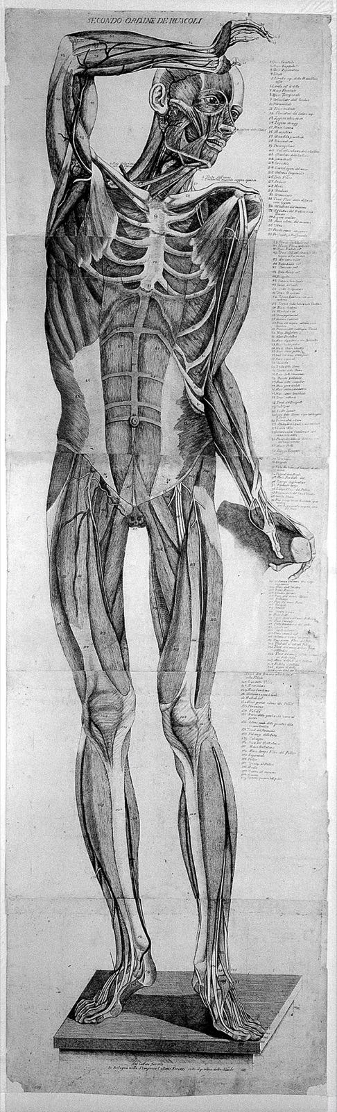 Anatomical figure: anterior view of a skeleton, with muscles modelled in wax. Etching by A. Cattani, 1781, after E. Lelli and G. Manzolini. — Ercole Lelli