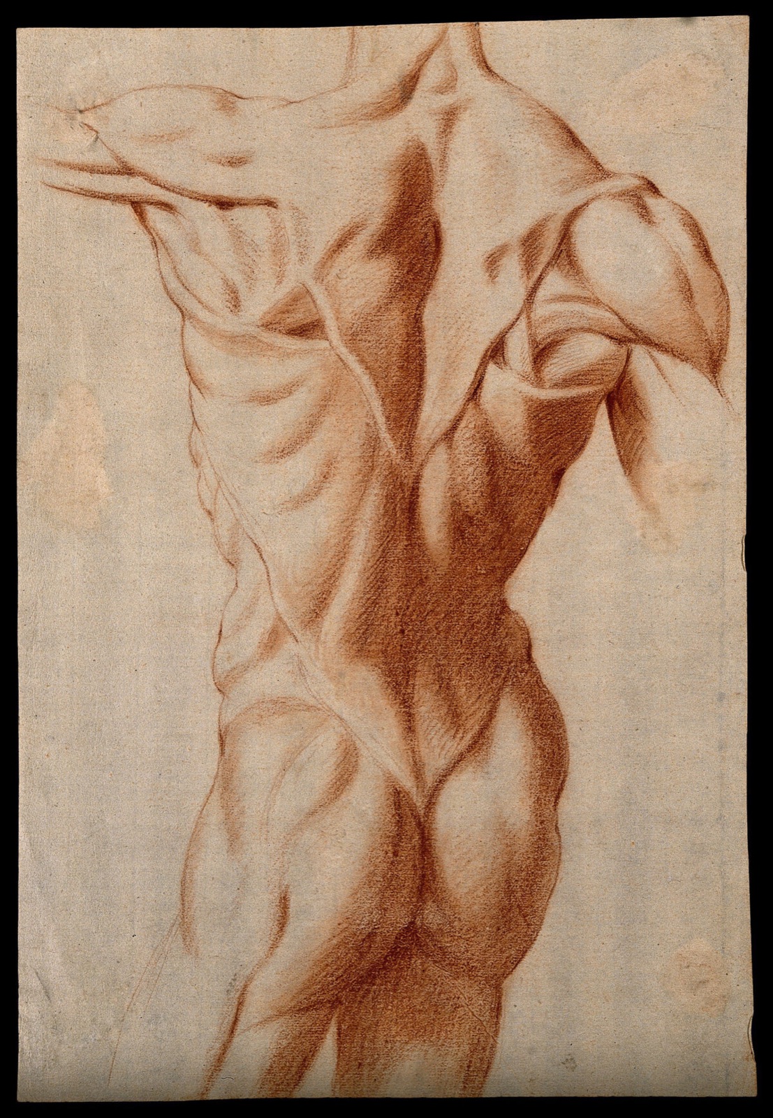 The trunk of an écorché seen from the back. Red-chalk drawing, 17th century. — Cigoli