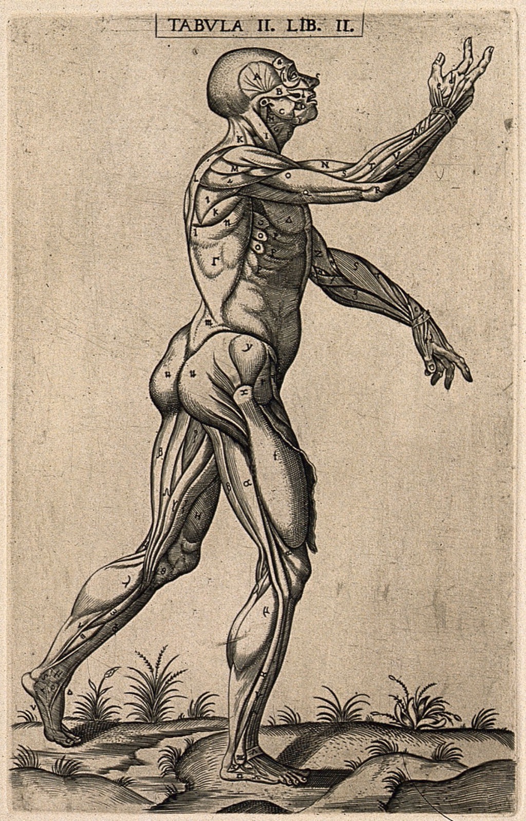 An écorché, seen in right profile, walking towards the right. Engraving, 1568. — Gaspar Becerra