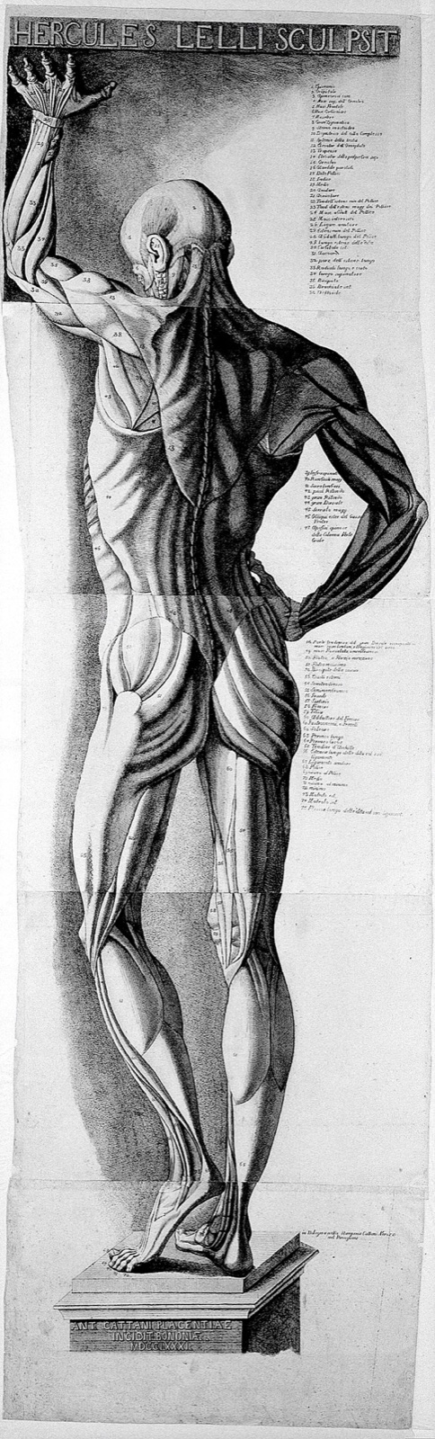 Anatomical figure: posterior view of the écorché figure in the anatomy theatre at Bologna. Etching by A. Cattani, 1780-1781, after E. Lelli. — Ercole Lelli